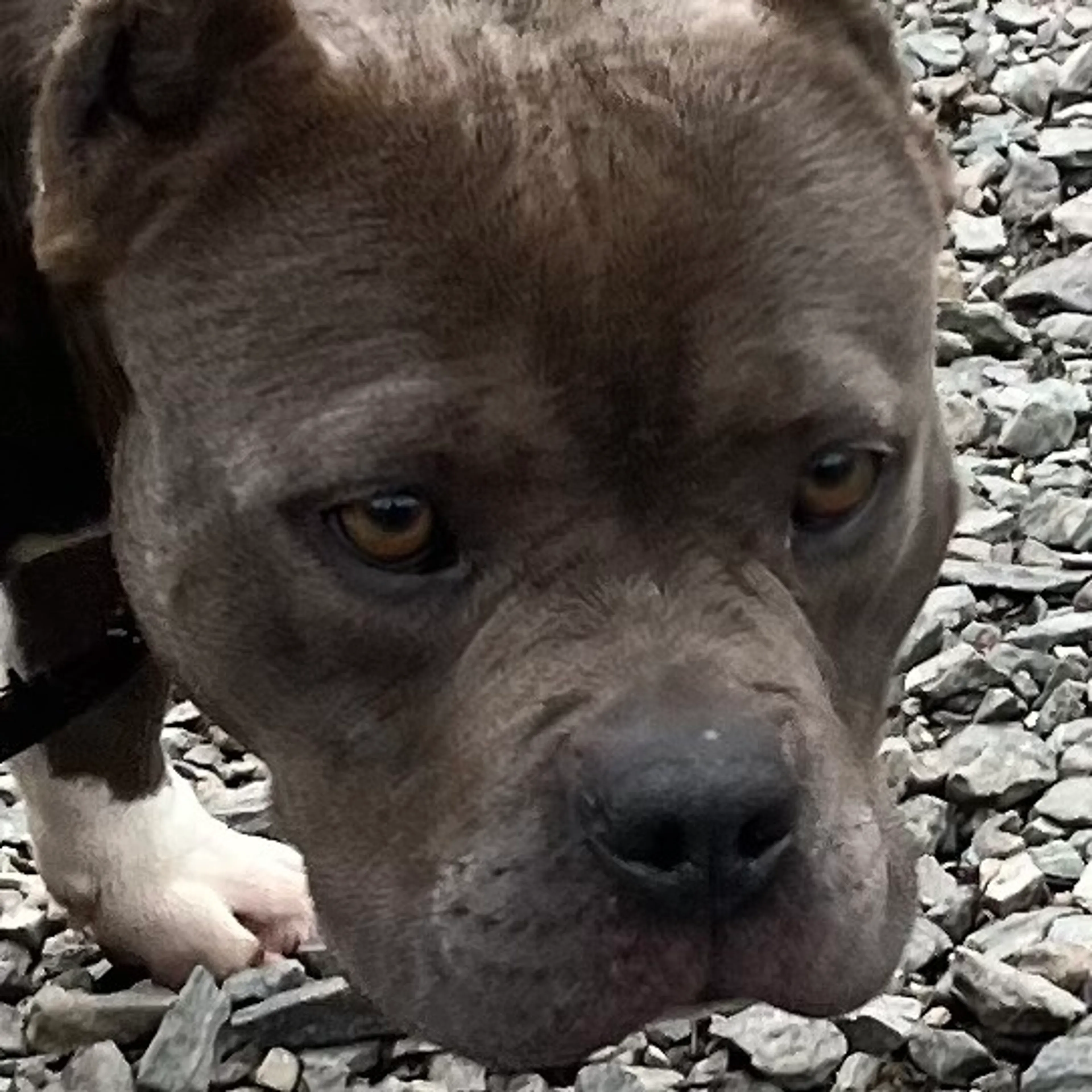 Found pet-4