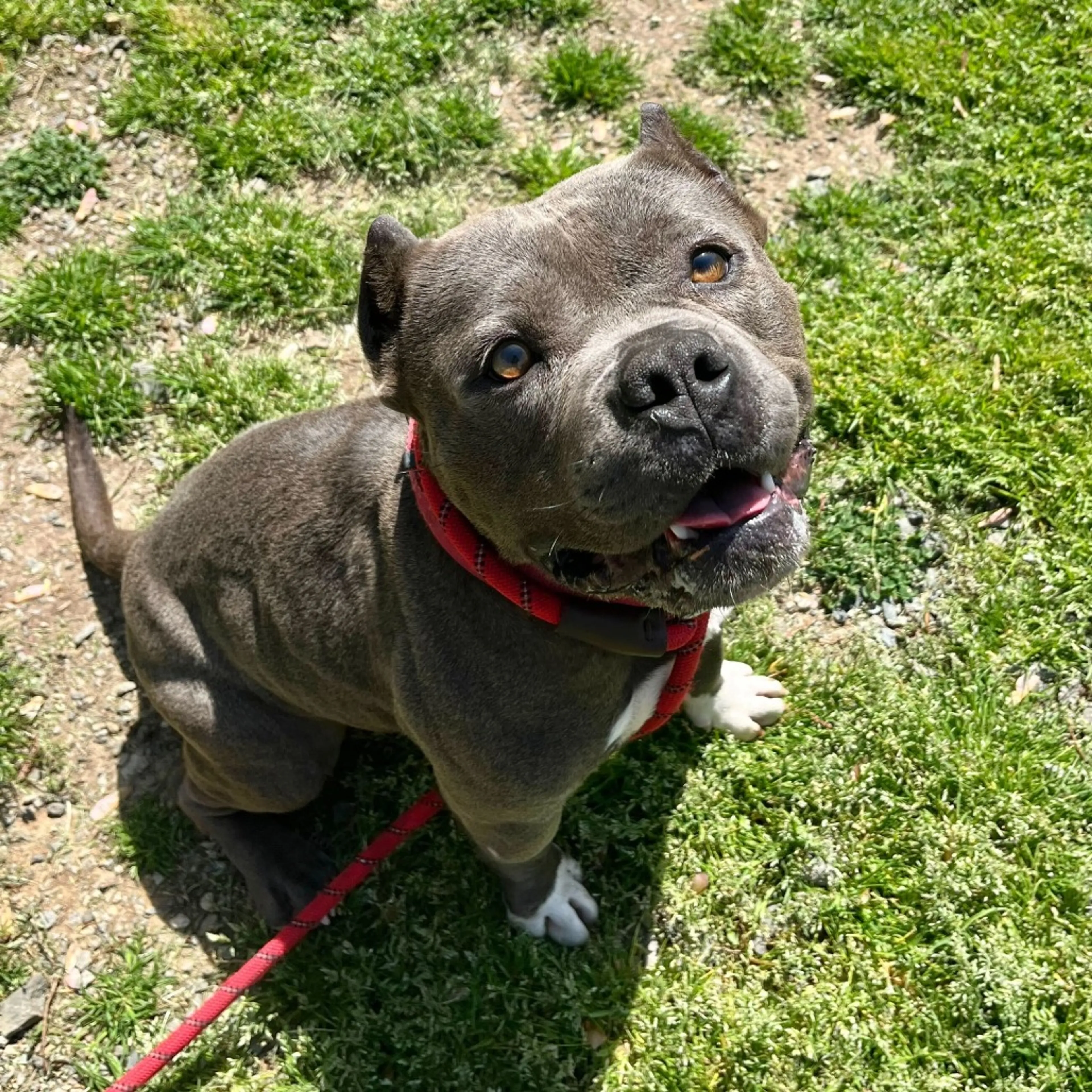 Found pet-5