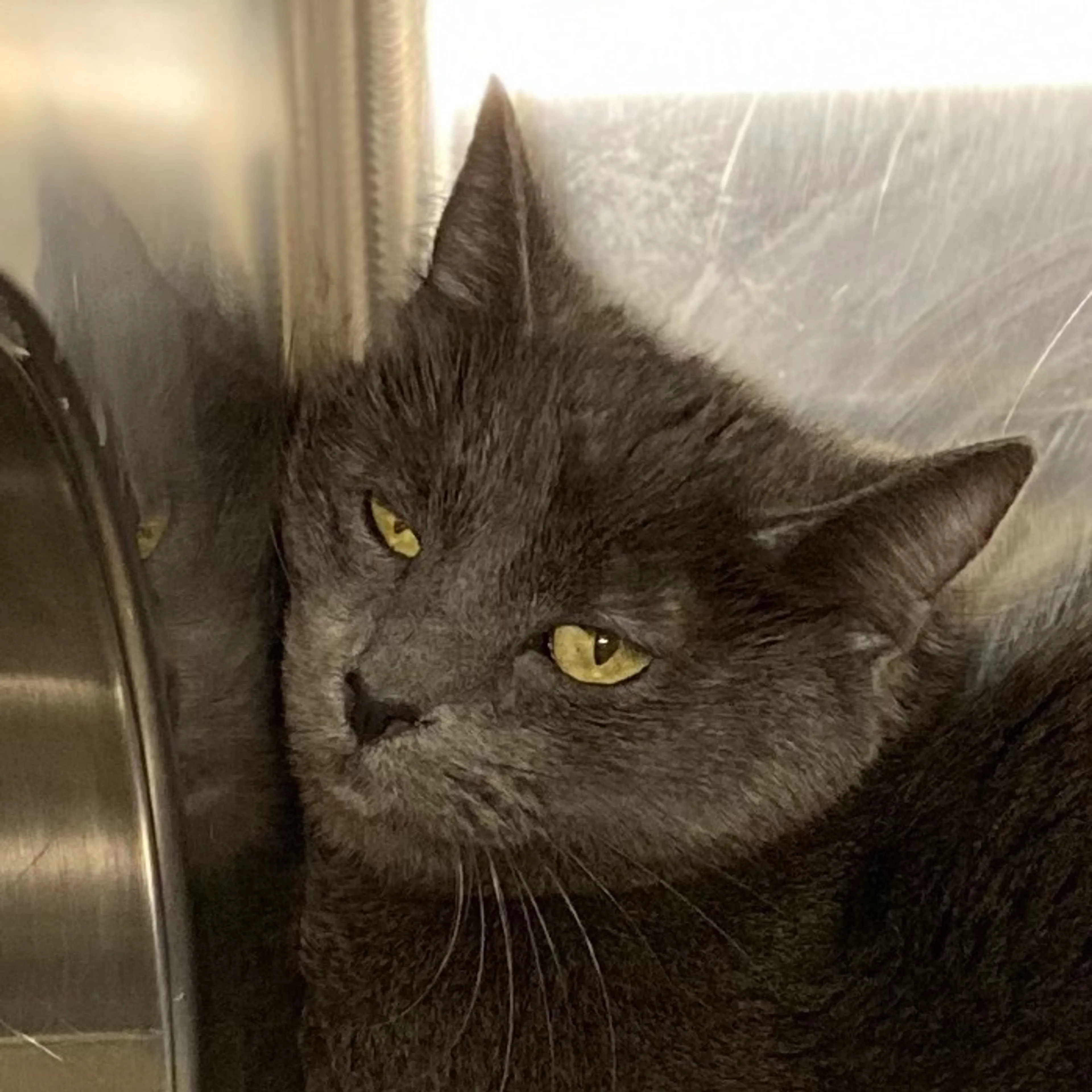 Found pet-1