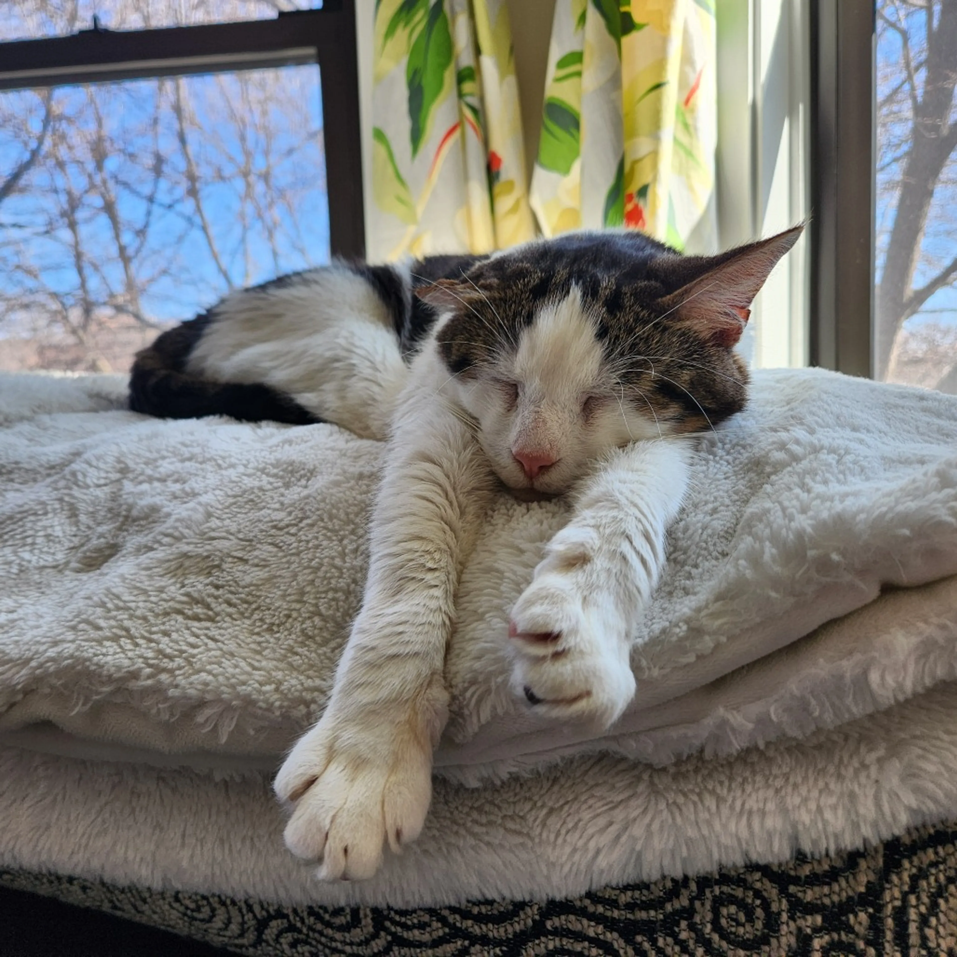 Found pet-2