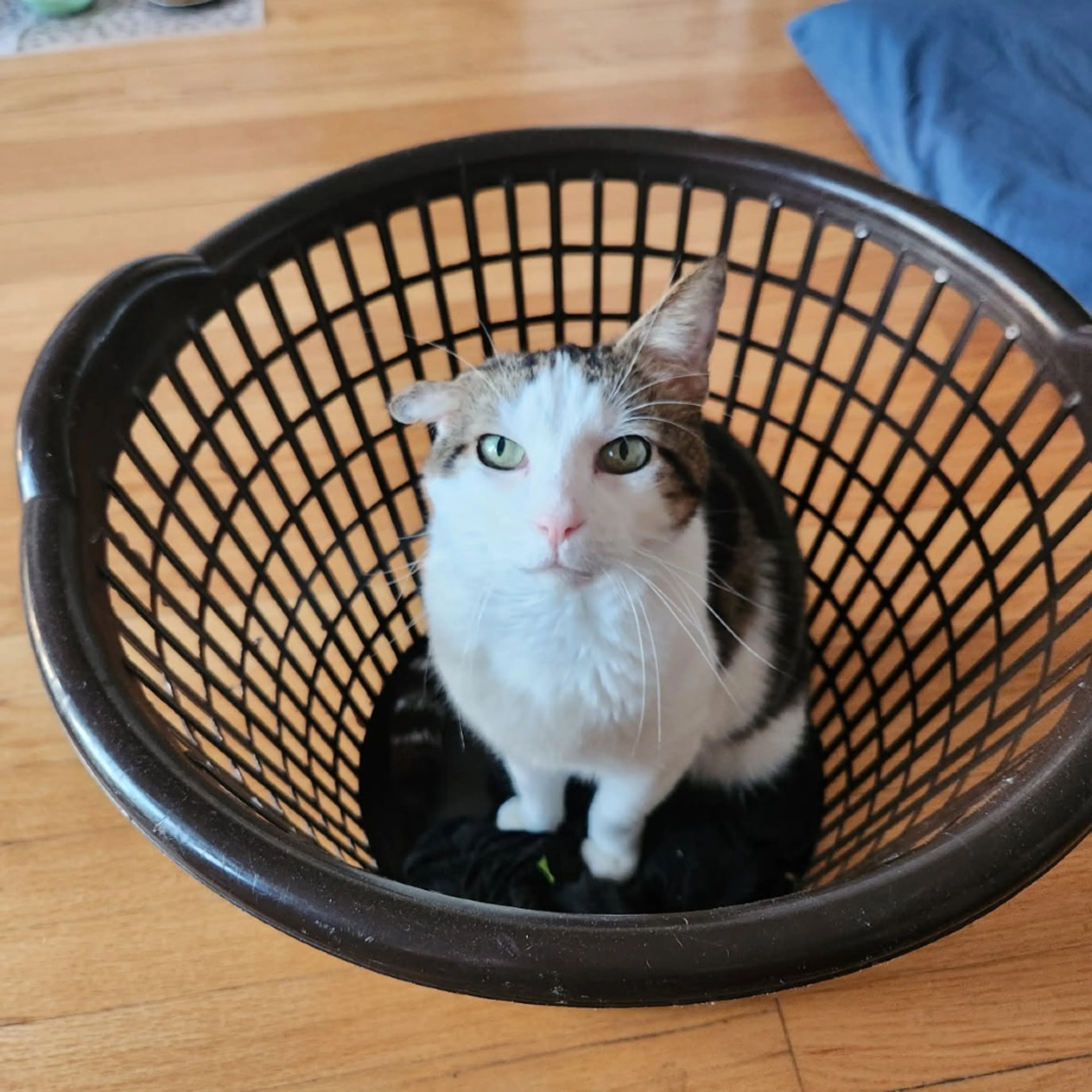 Found pet-4