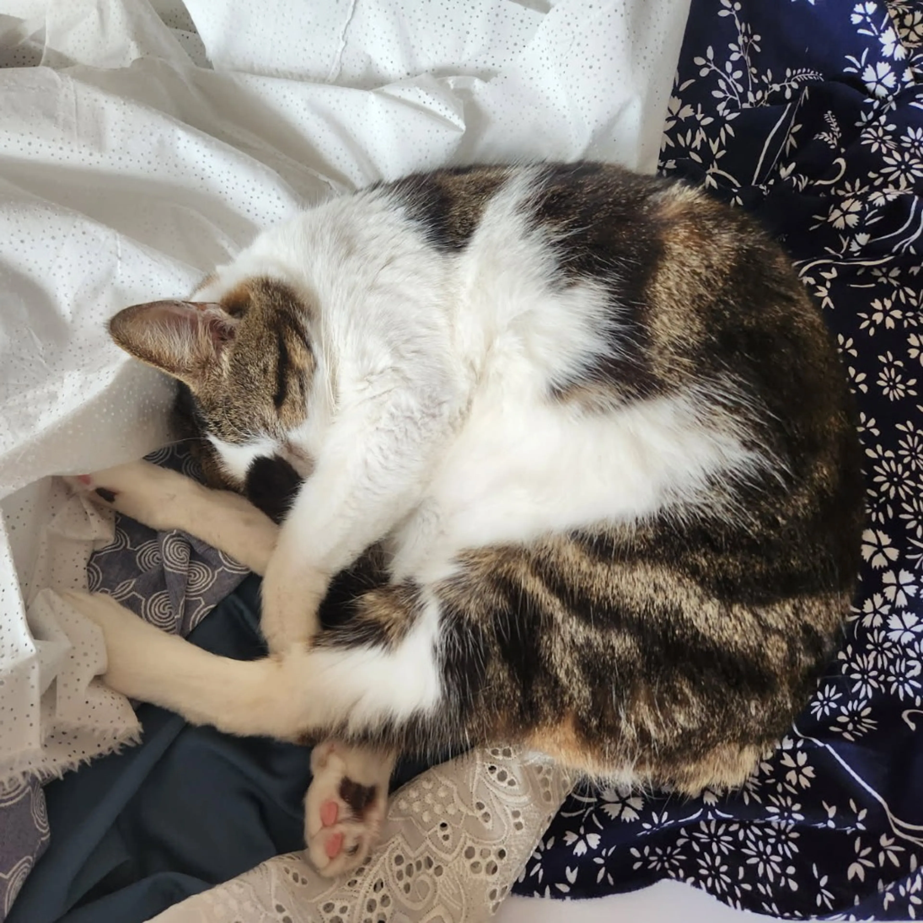 Found pet-3