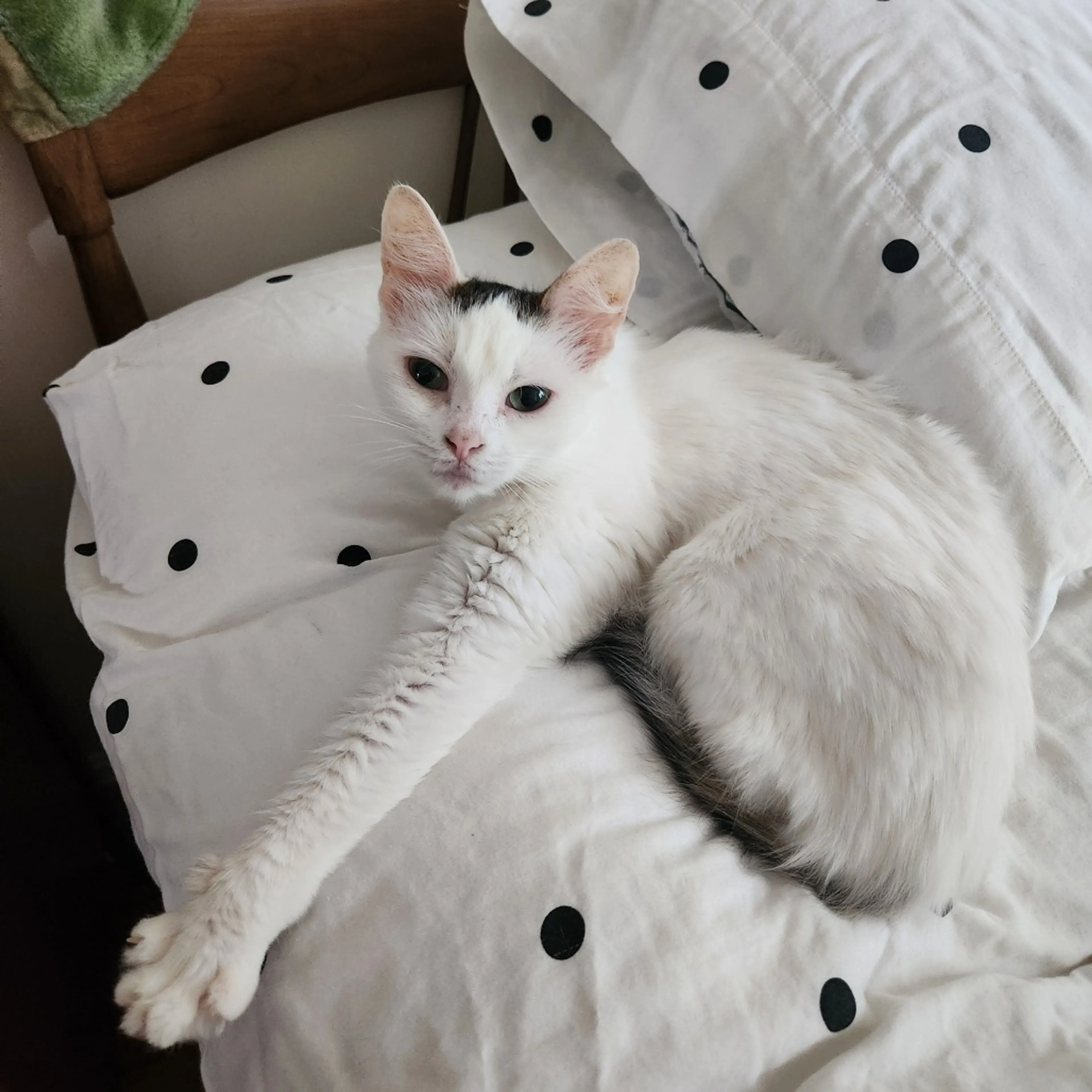 Found pet-2