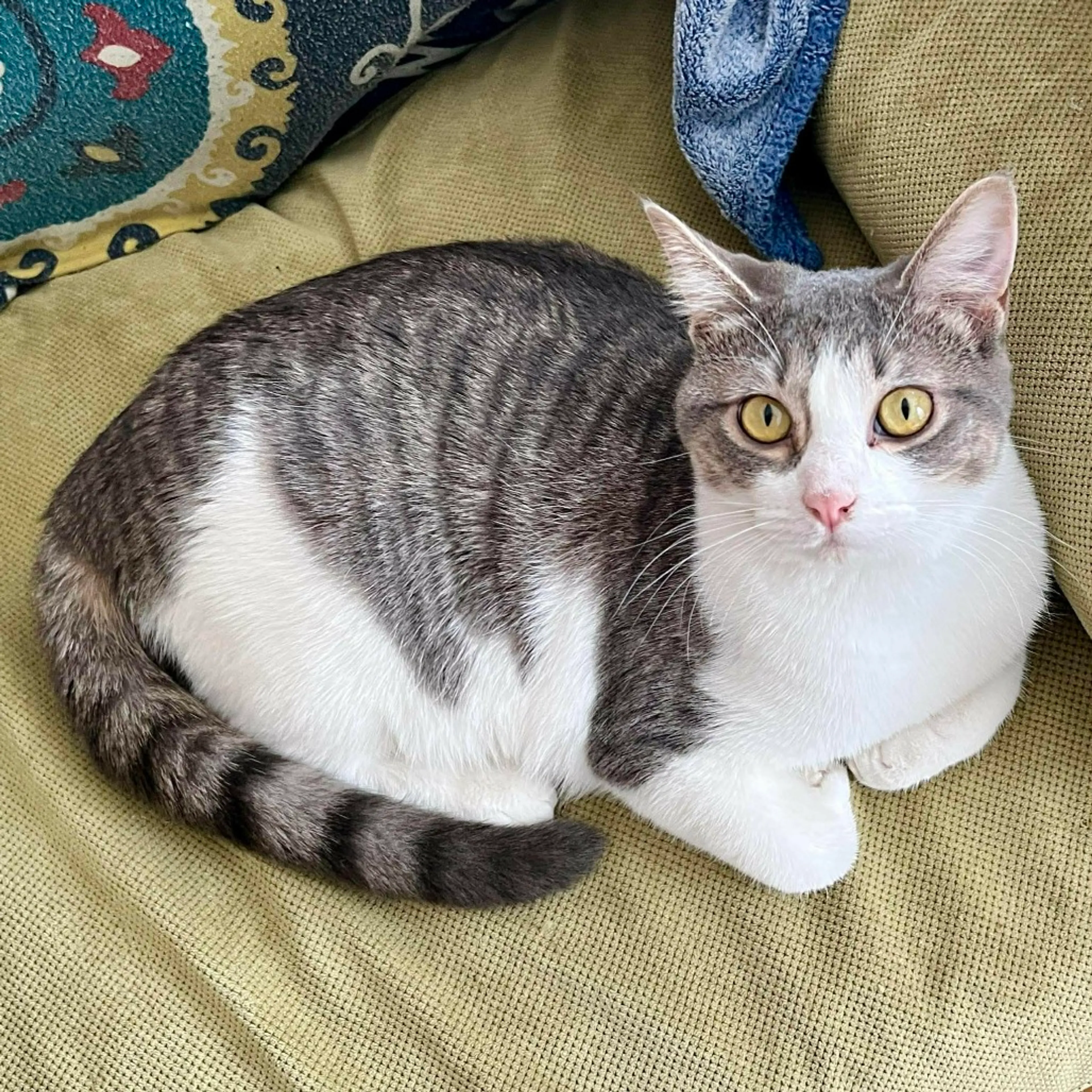 Found pet