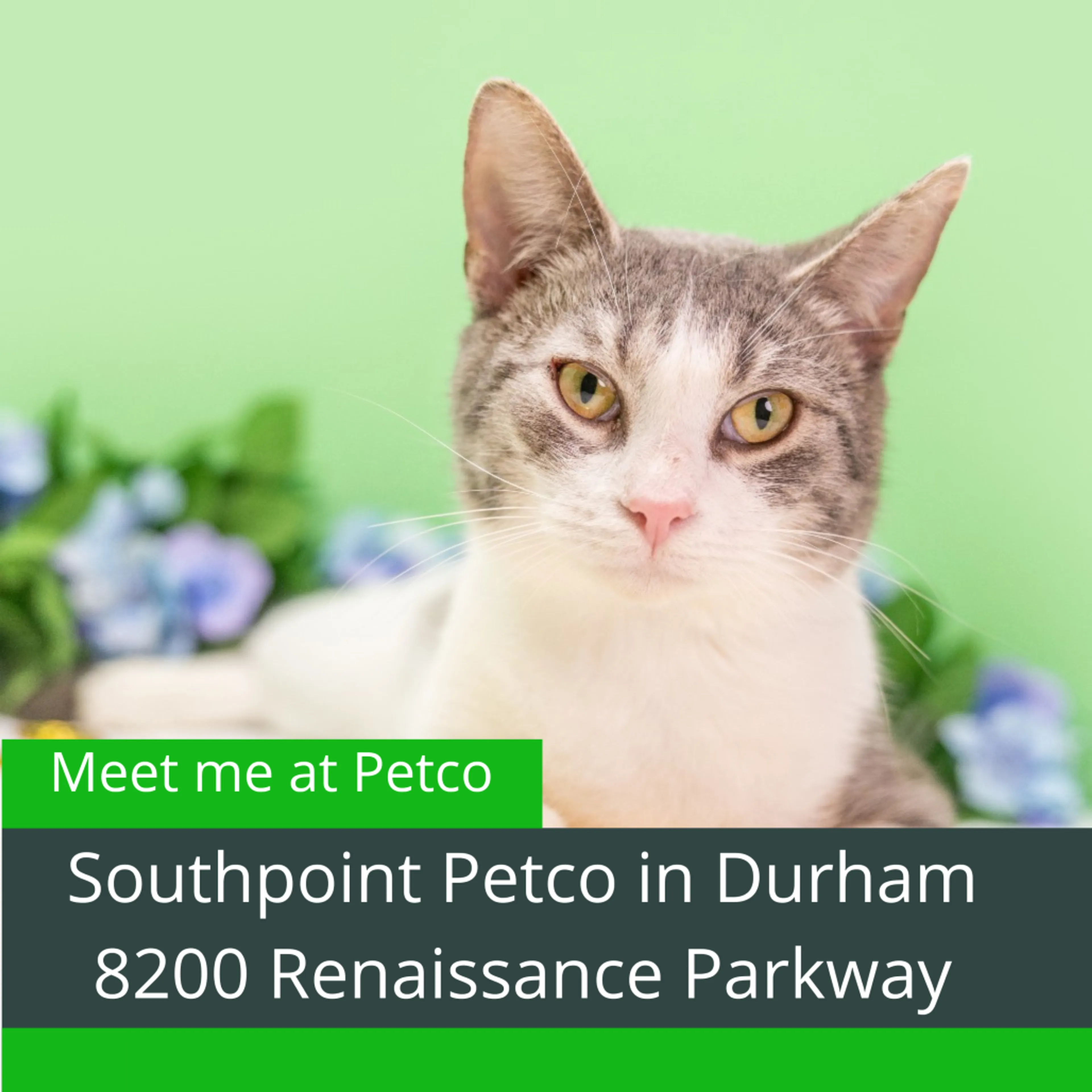 Found pet-16