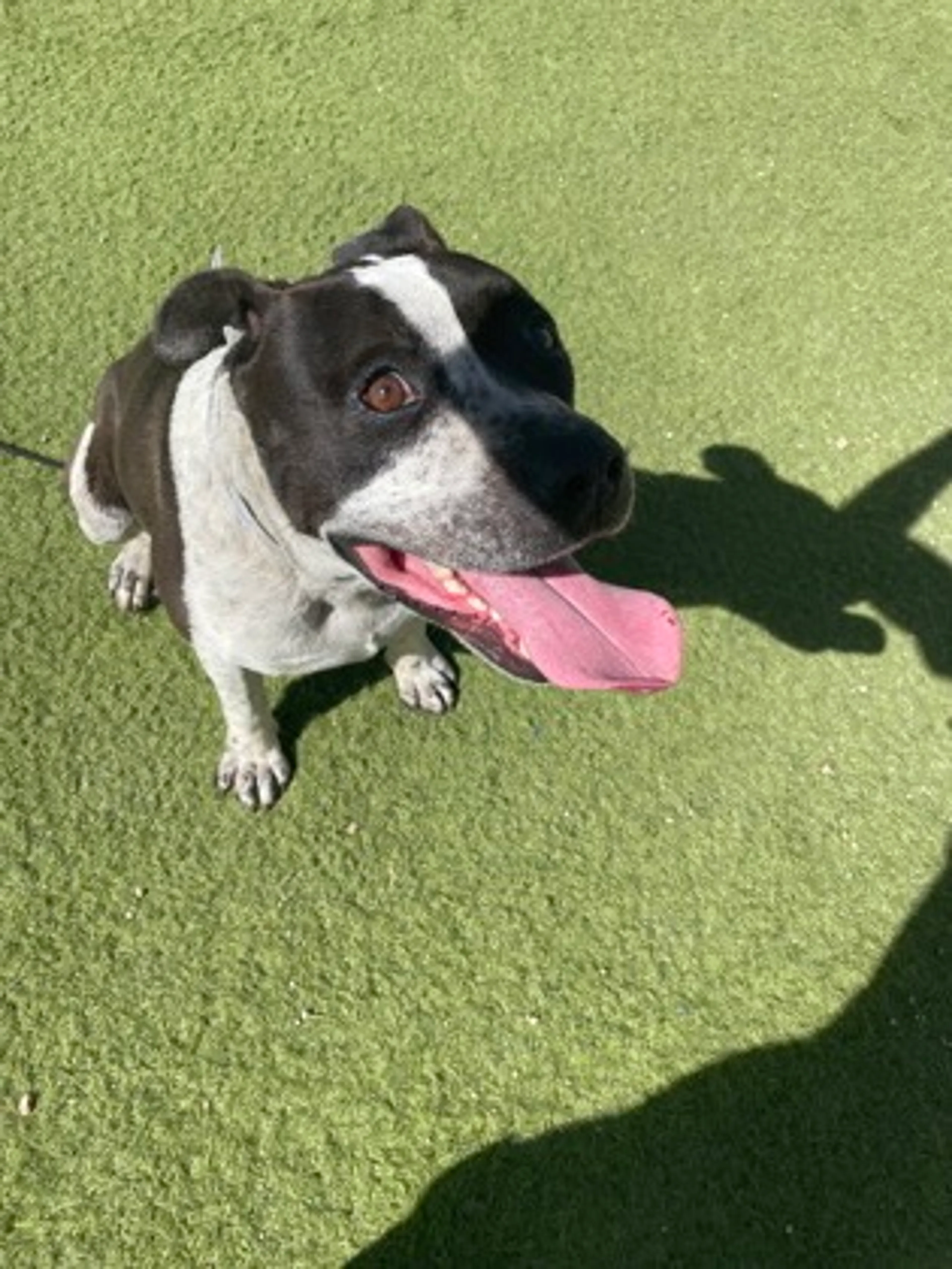Found pet-2