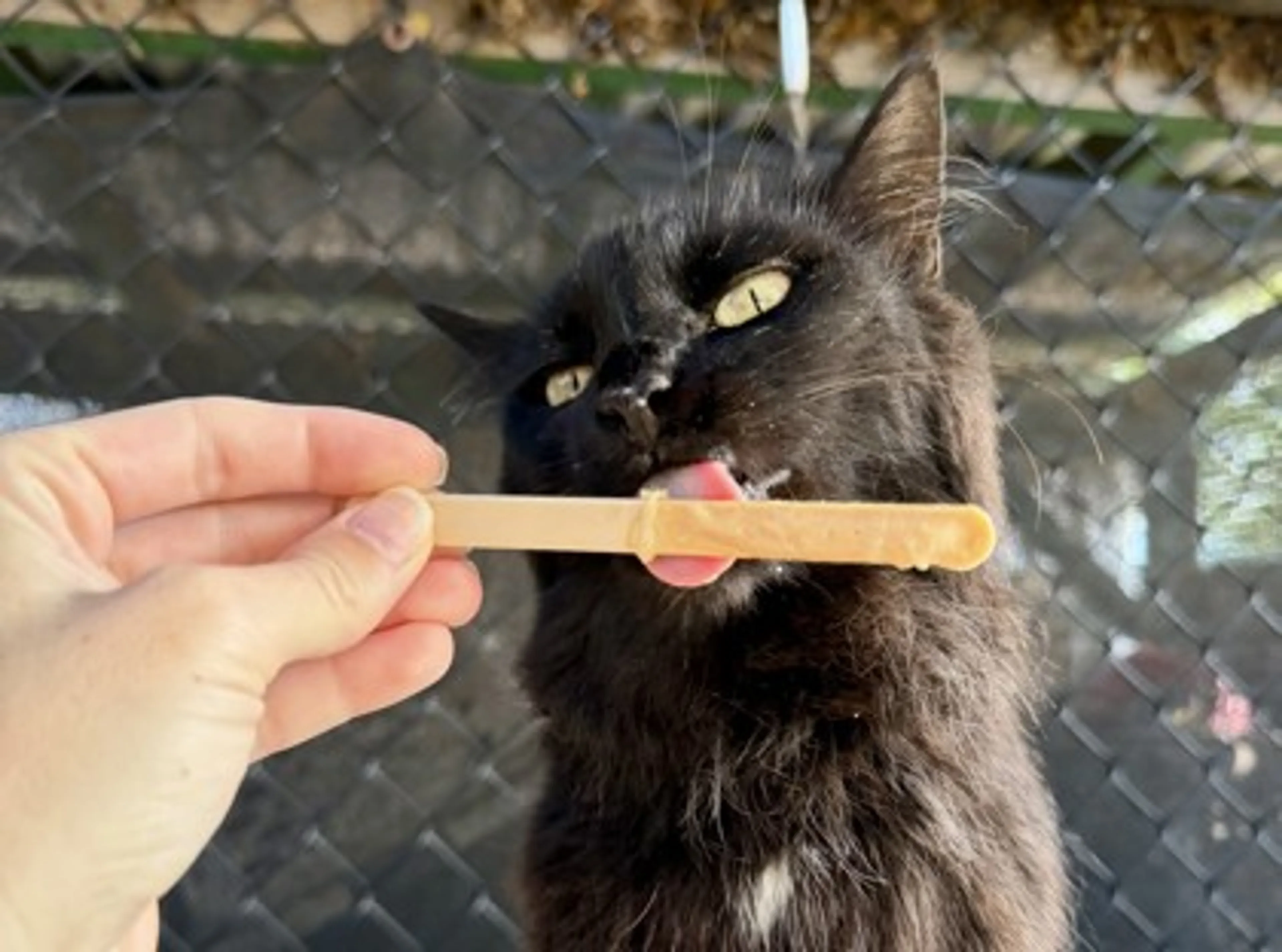 Found pet-1