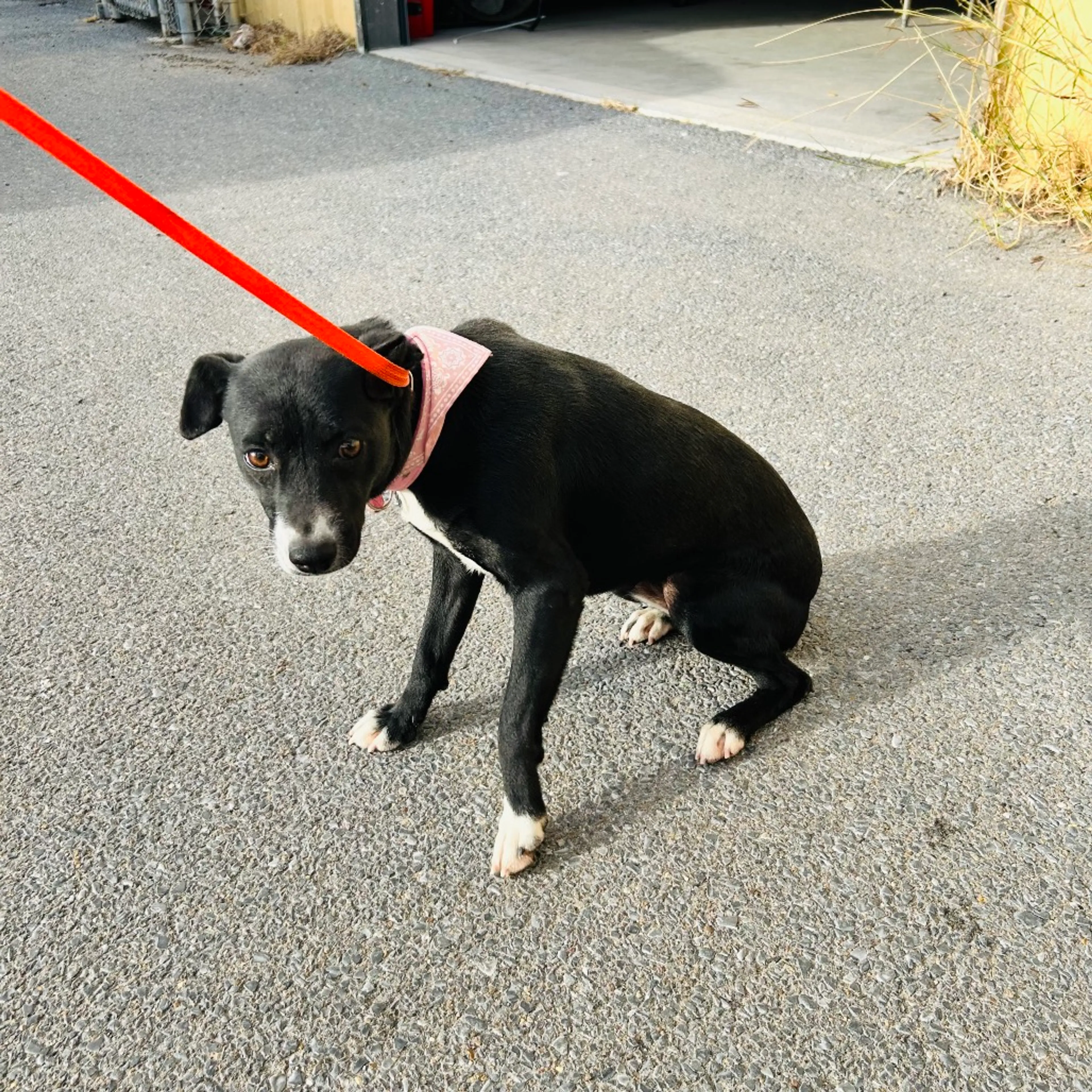 Found pet
