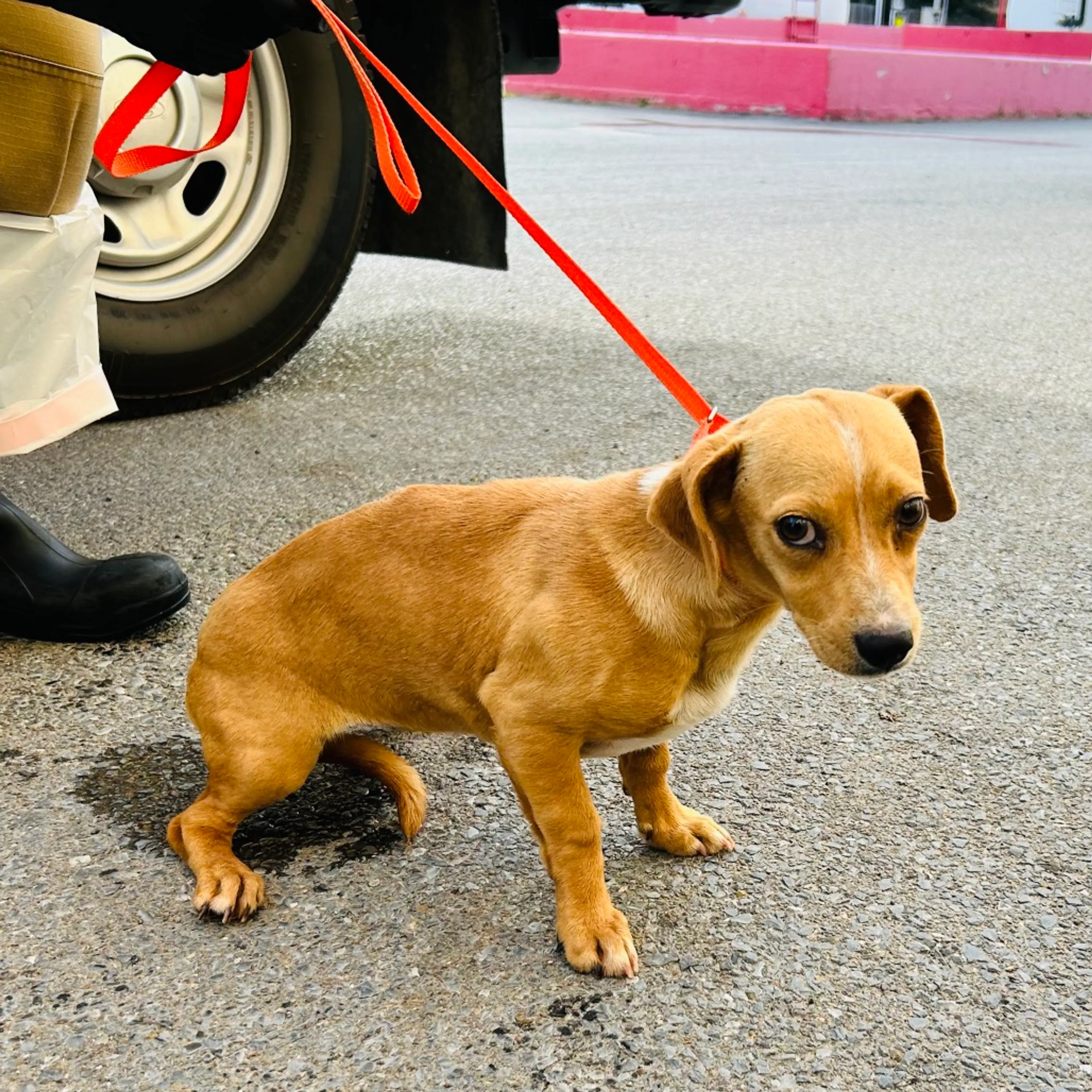 Found pet