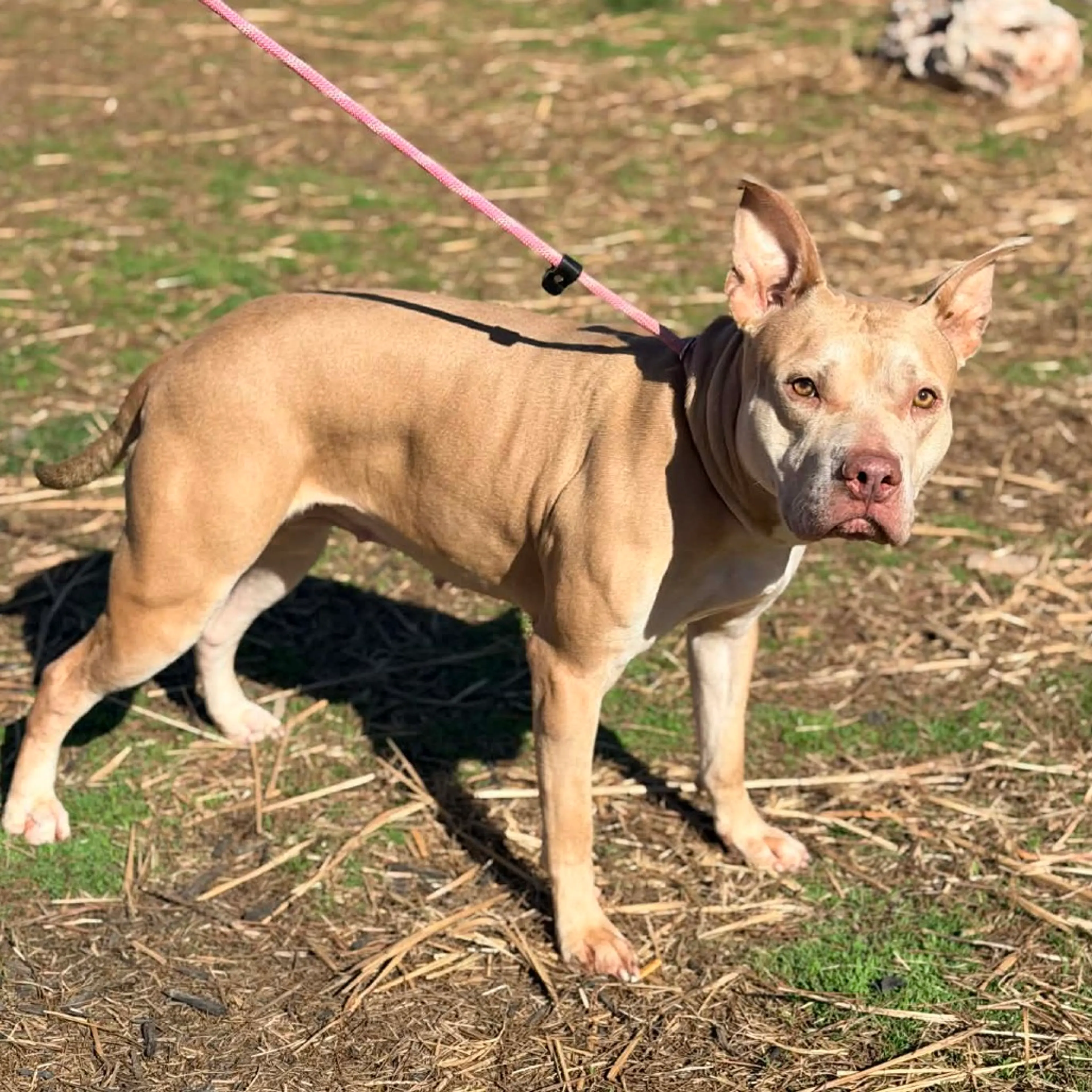 Found pet-3