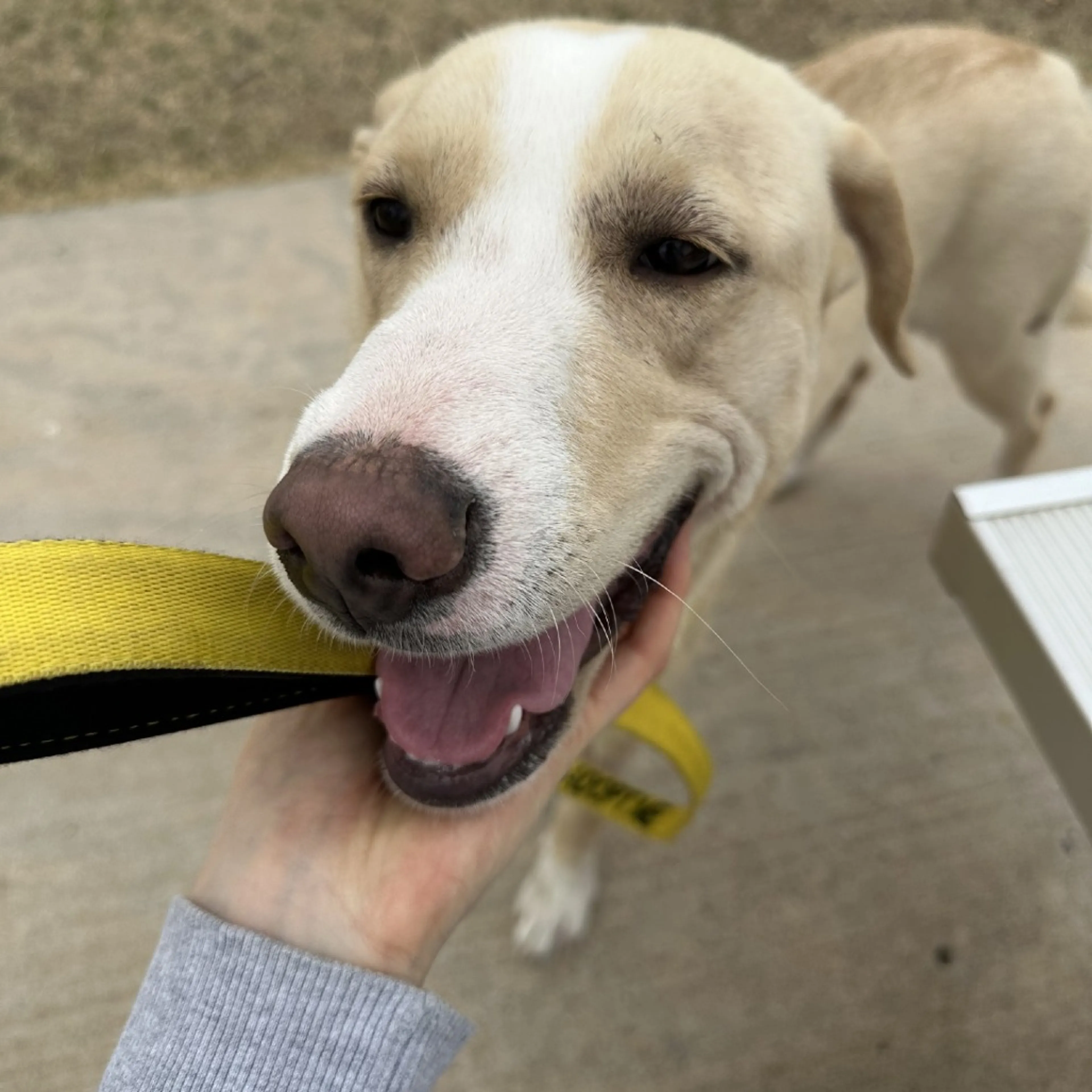 Found pet-3