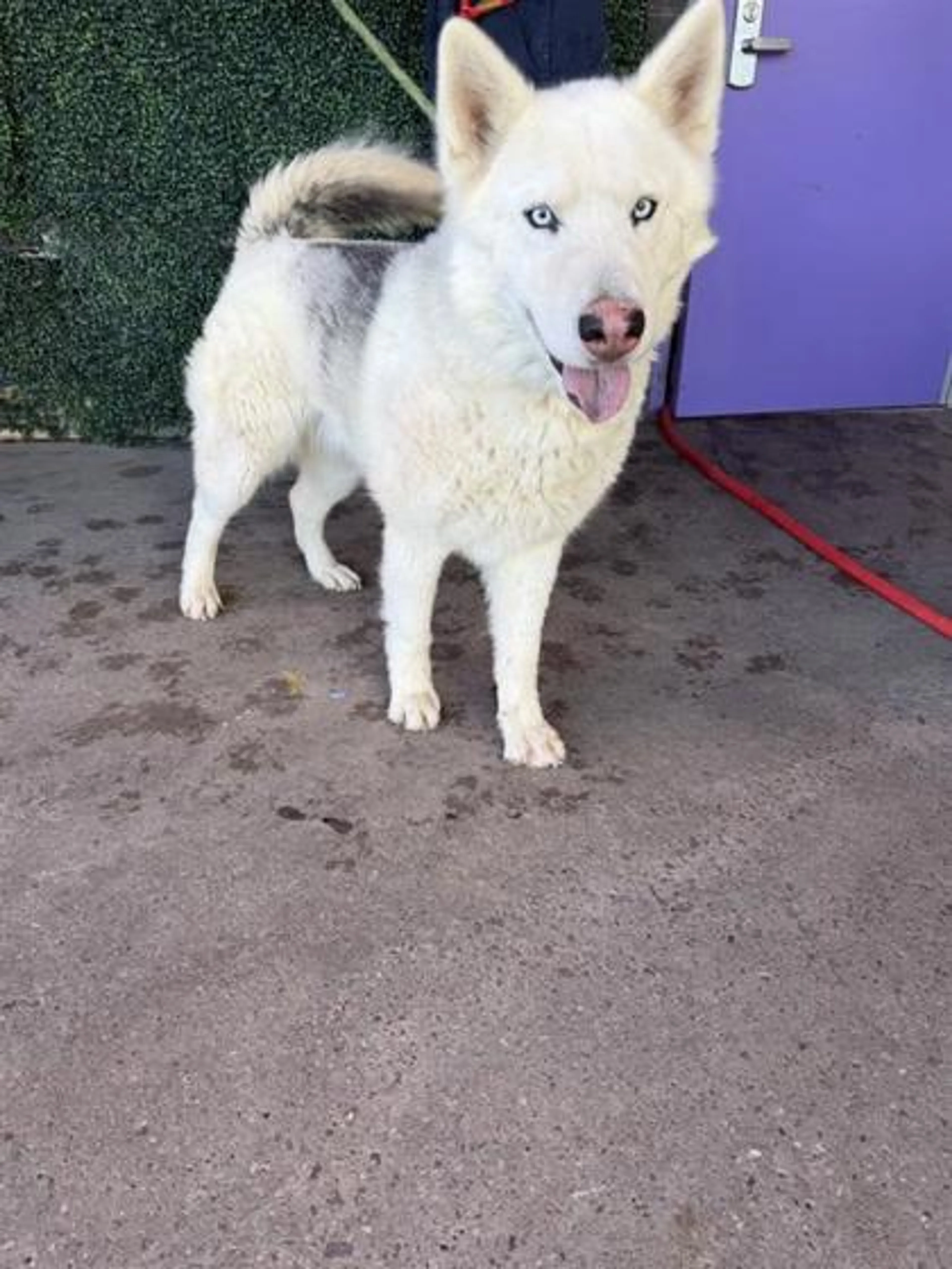 Found pet-1