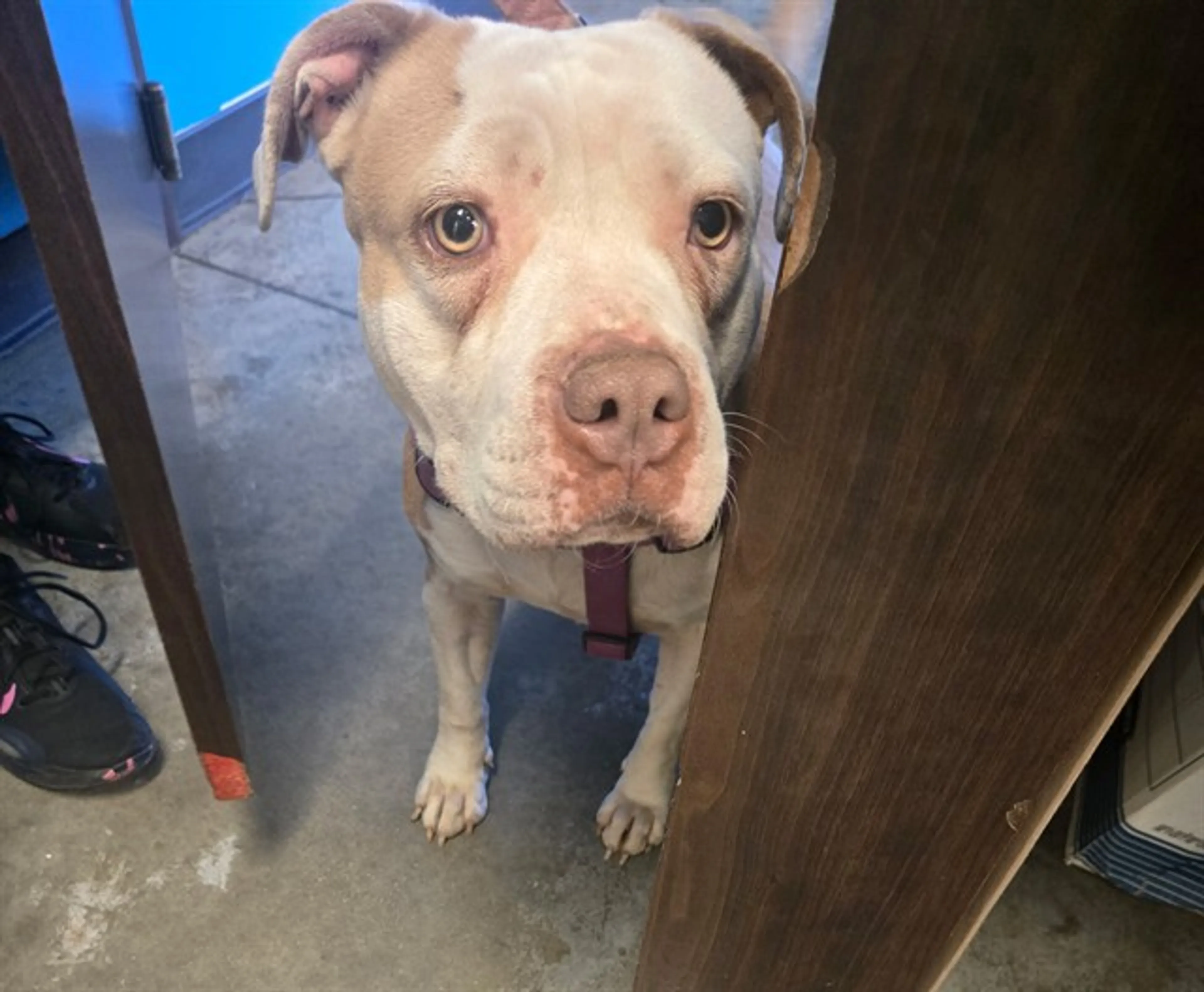 Found pet