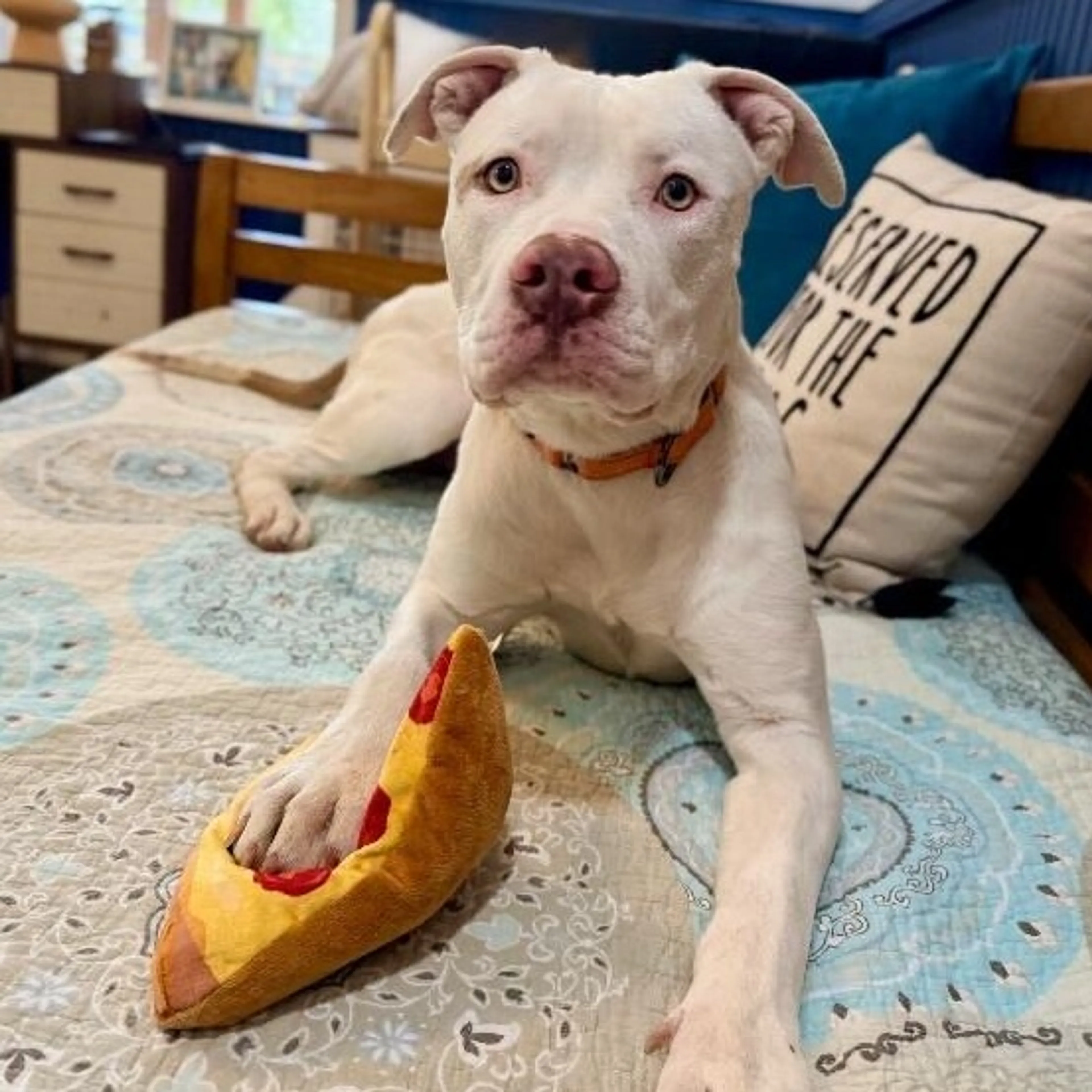 Found pet-4