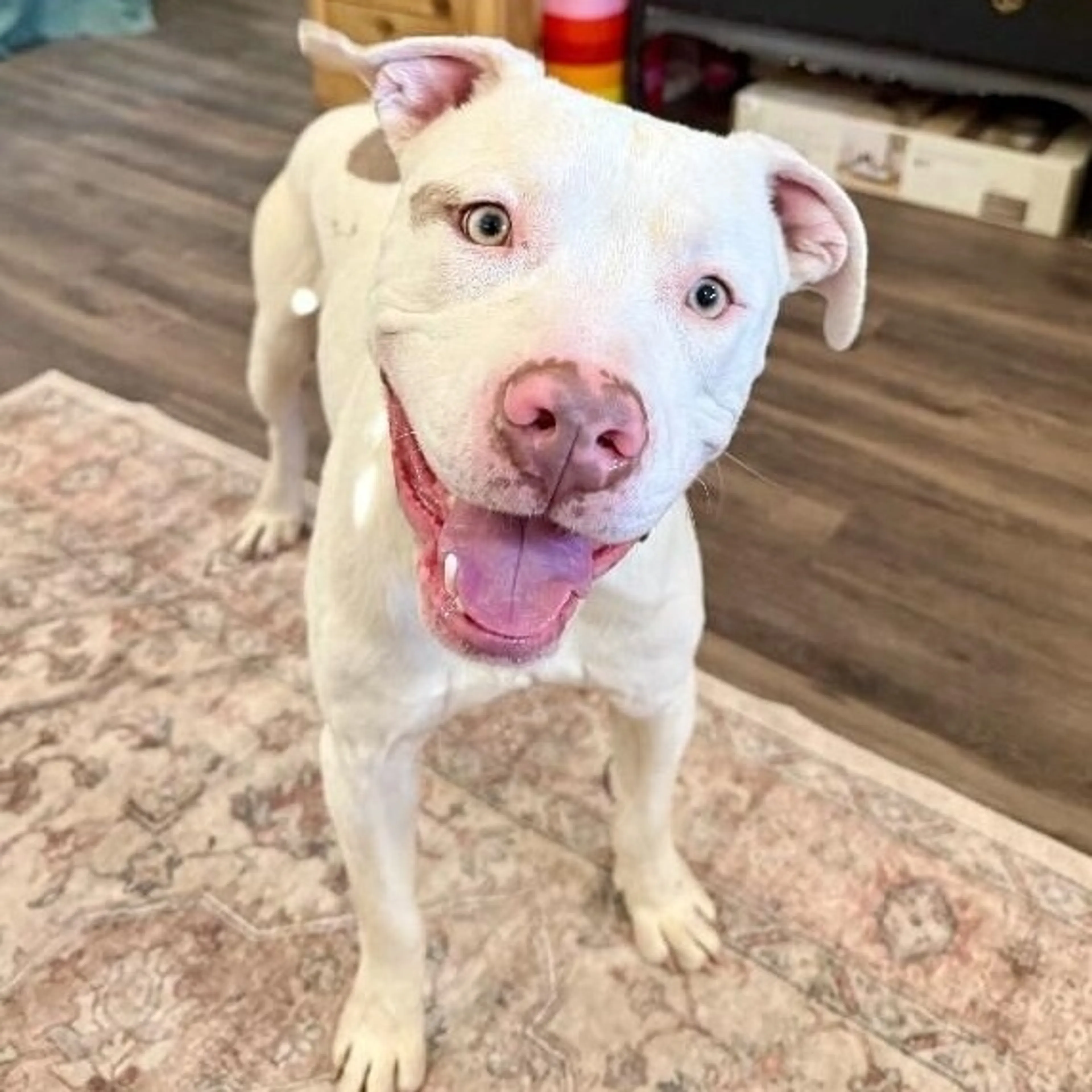 Found pet-3