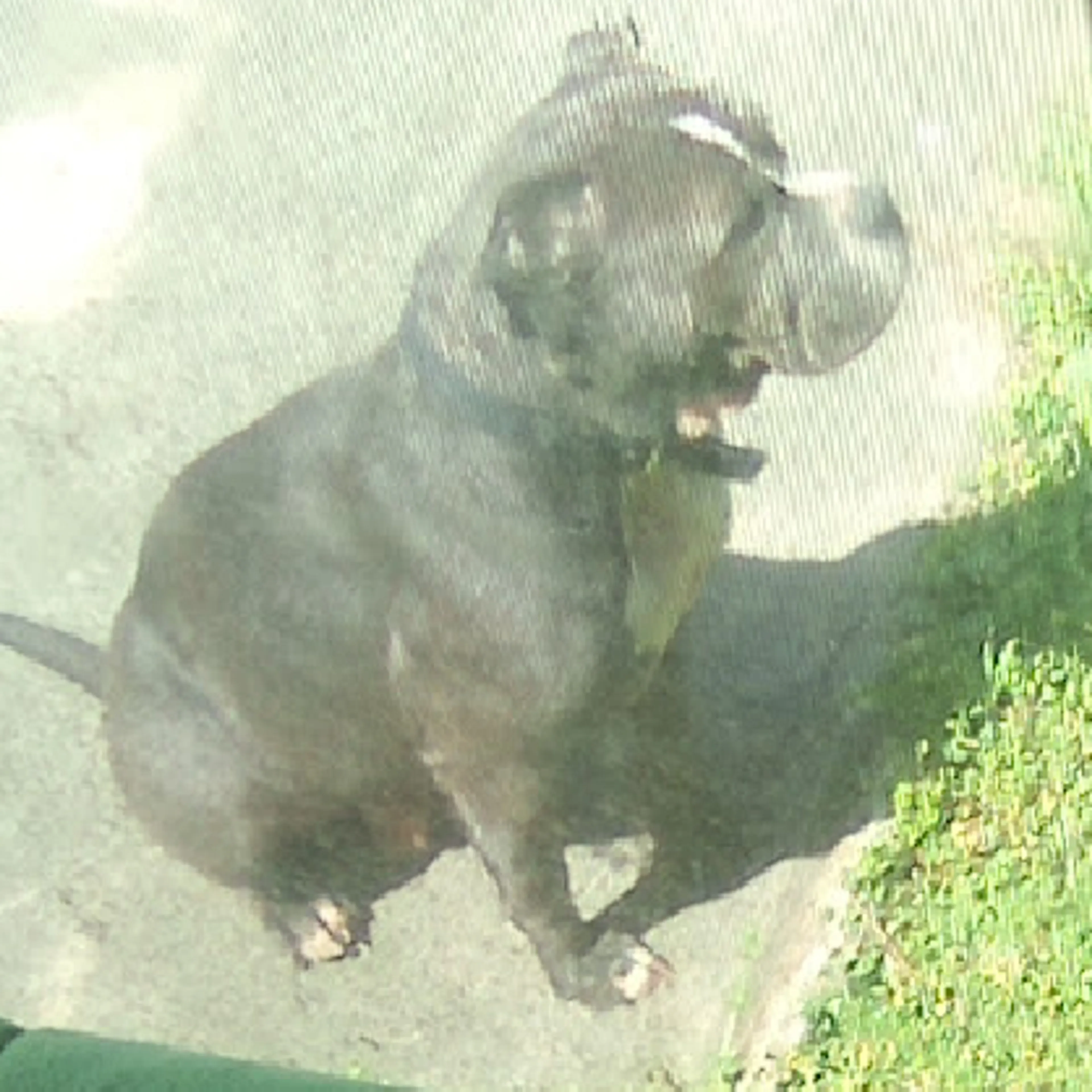 Lost pet-2
