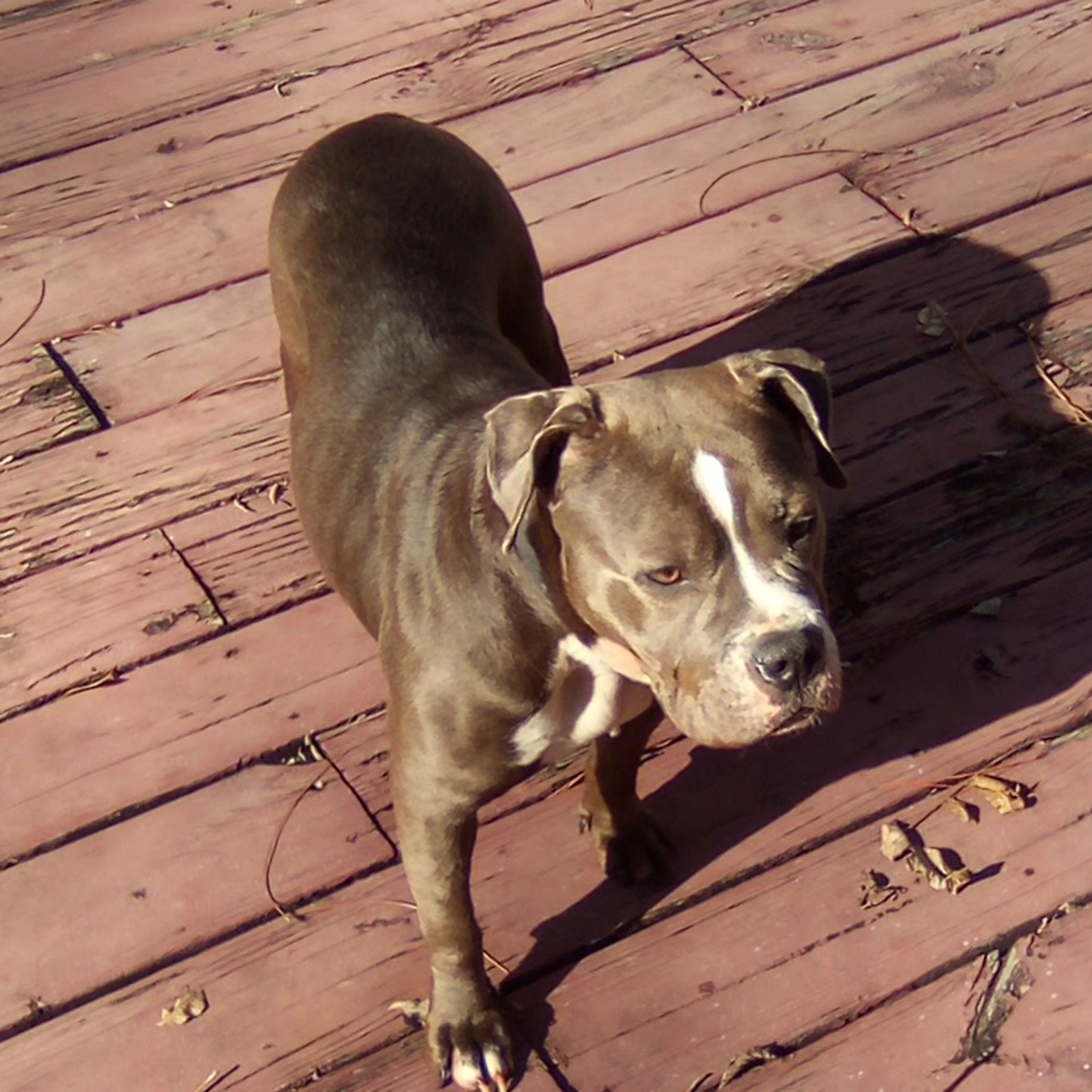 Lost pet-1
