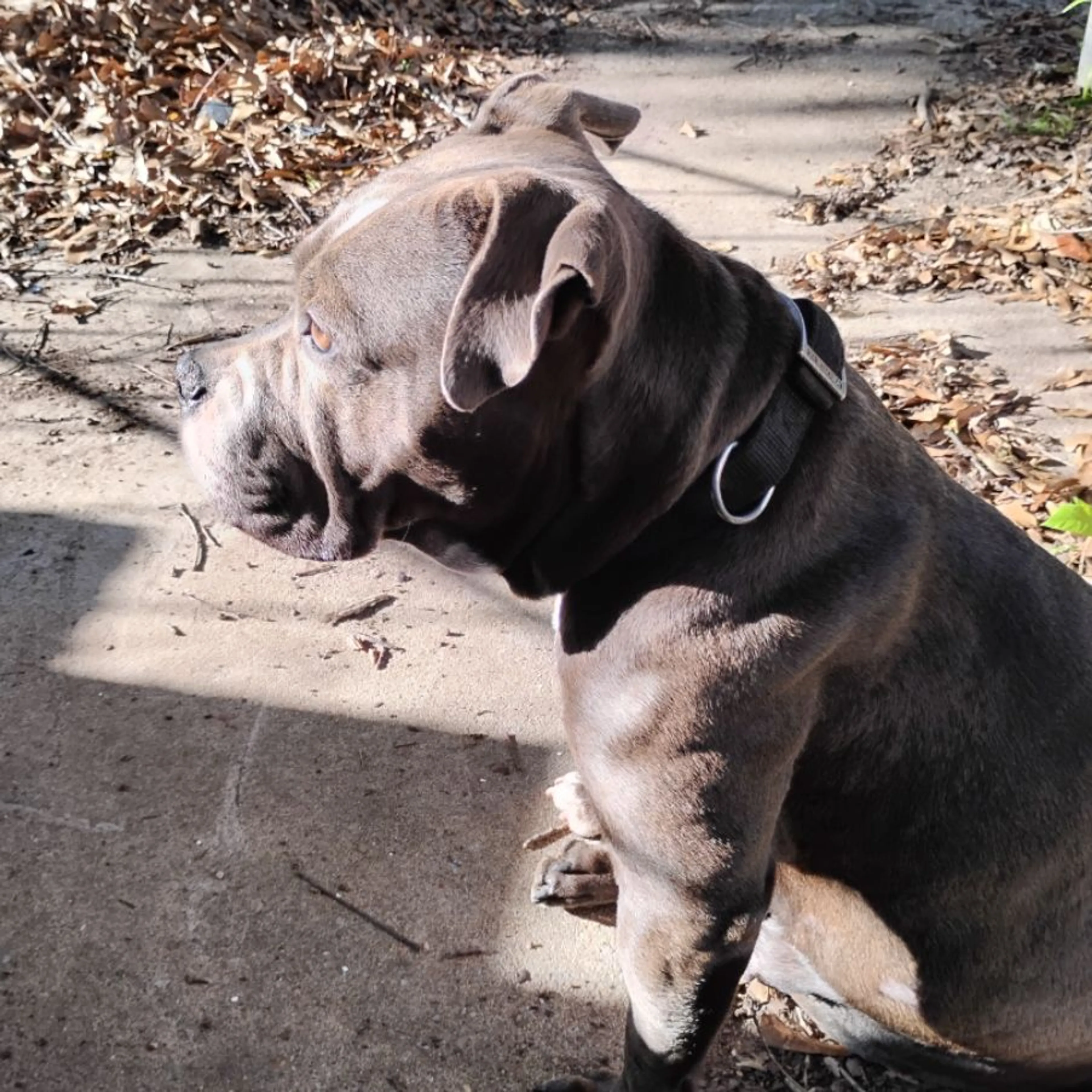 Lost pet-0