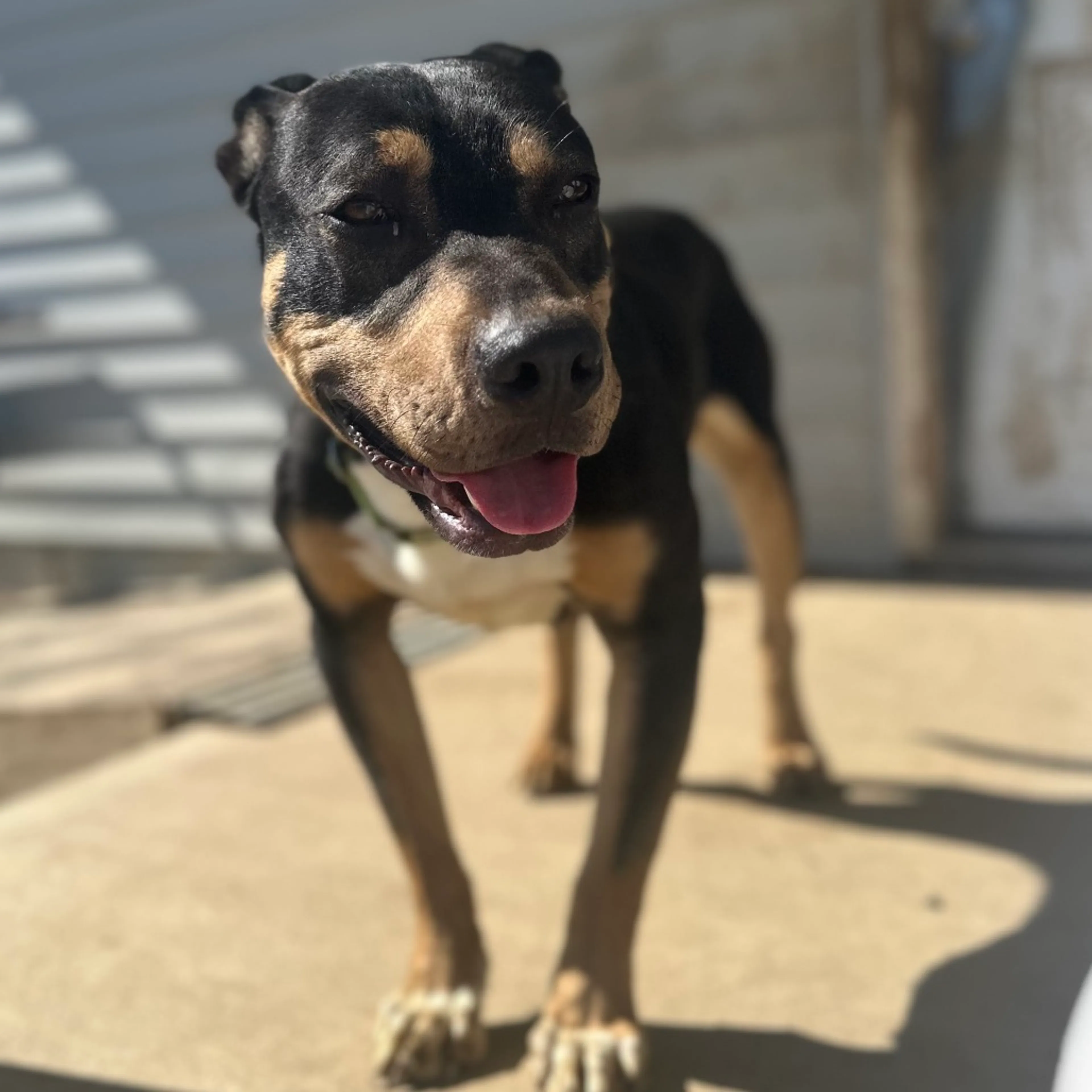 Found pet-8