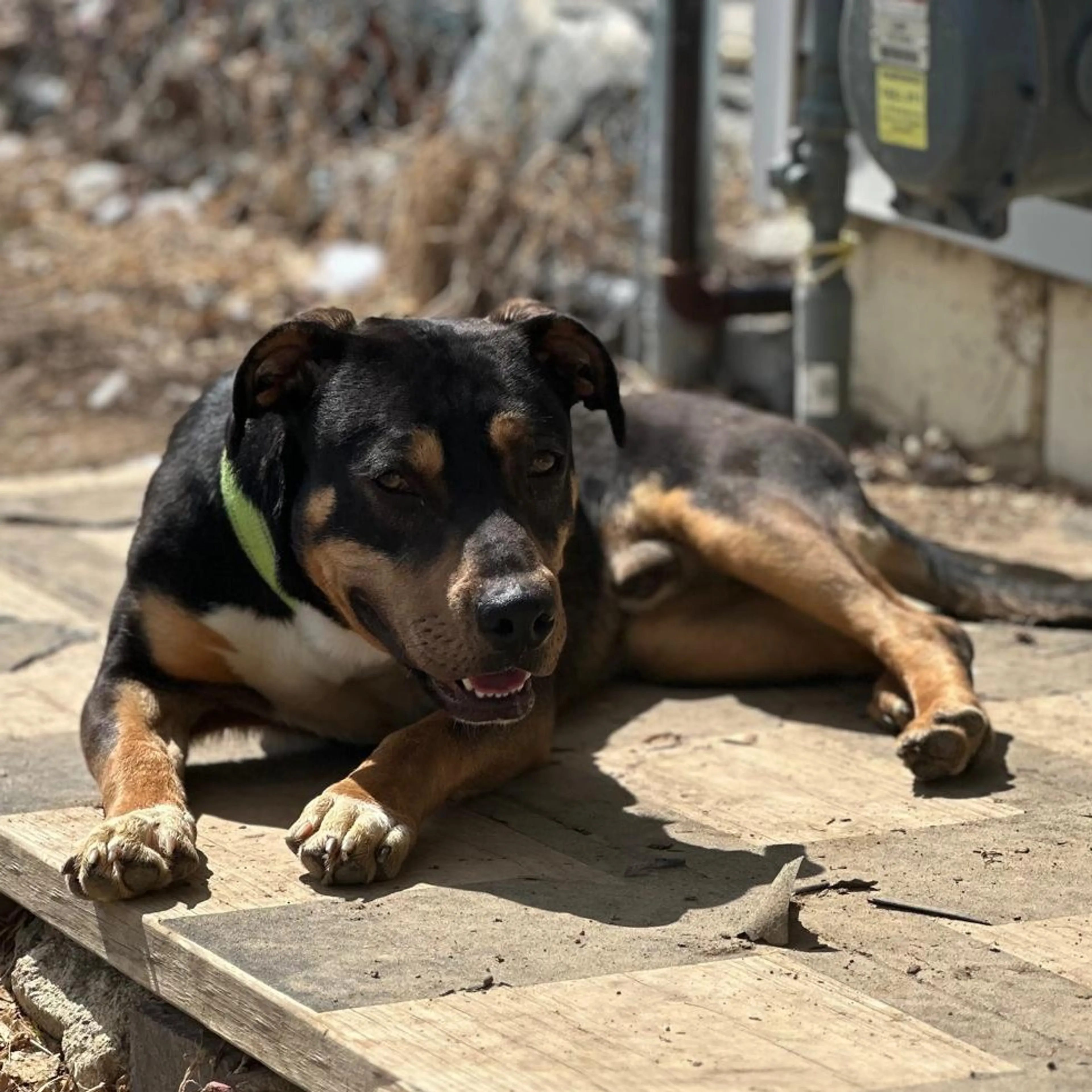Found pet-13