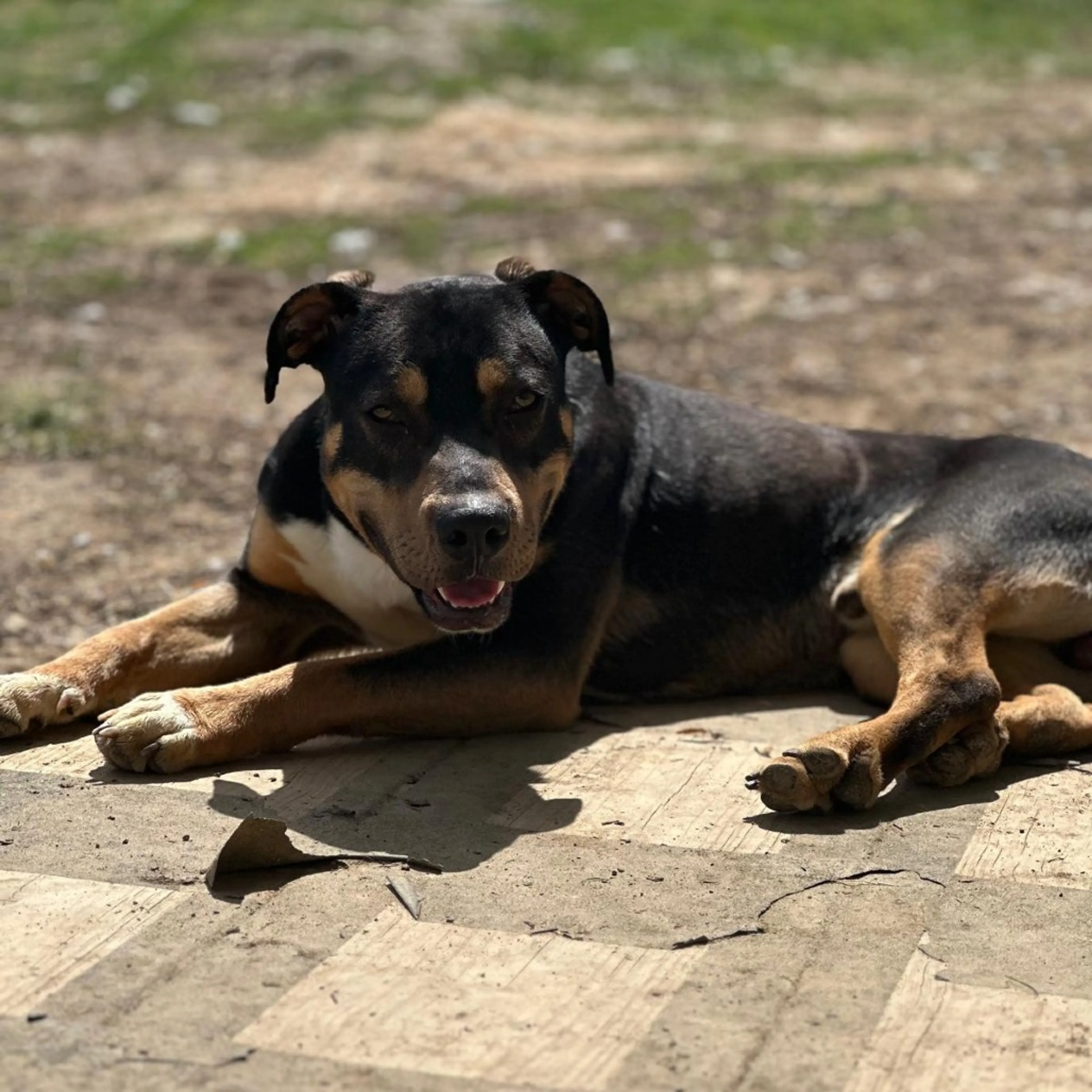 Found pet-12
