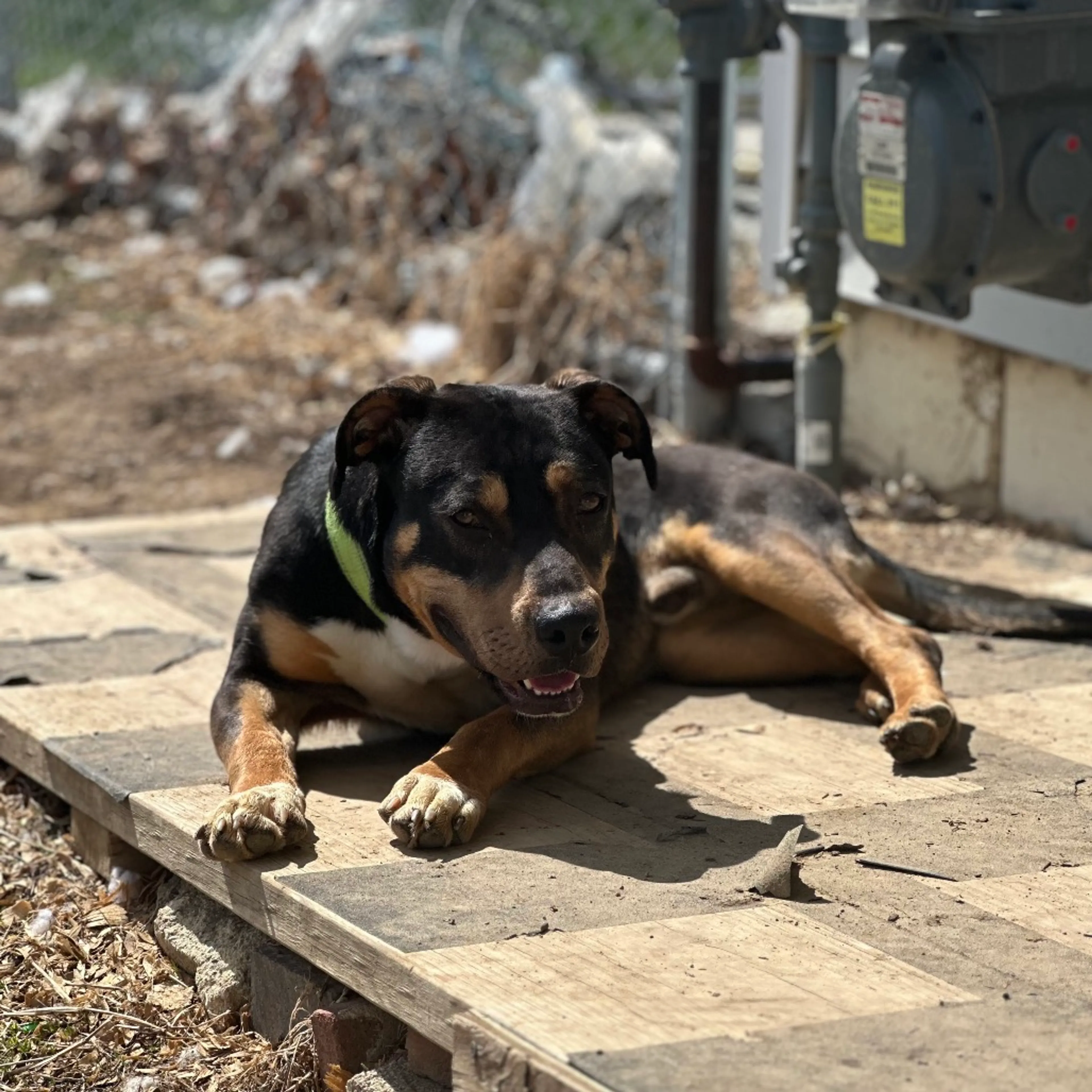 Found pet-9