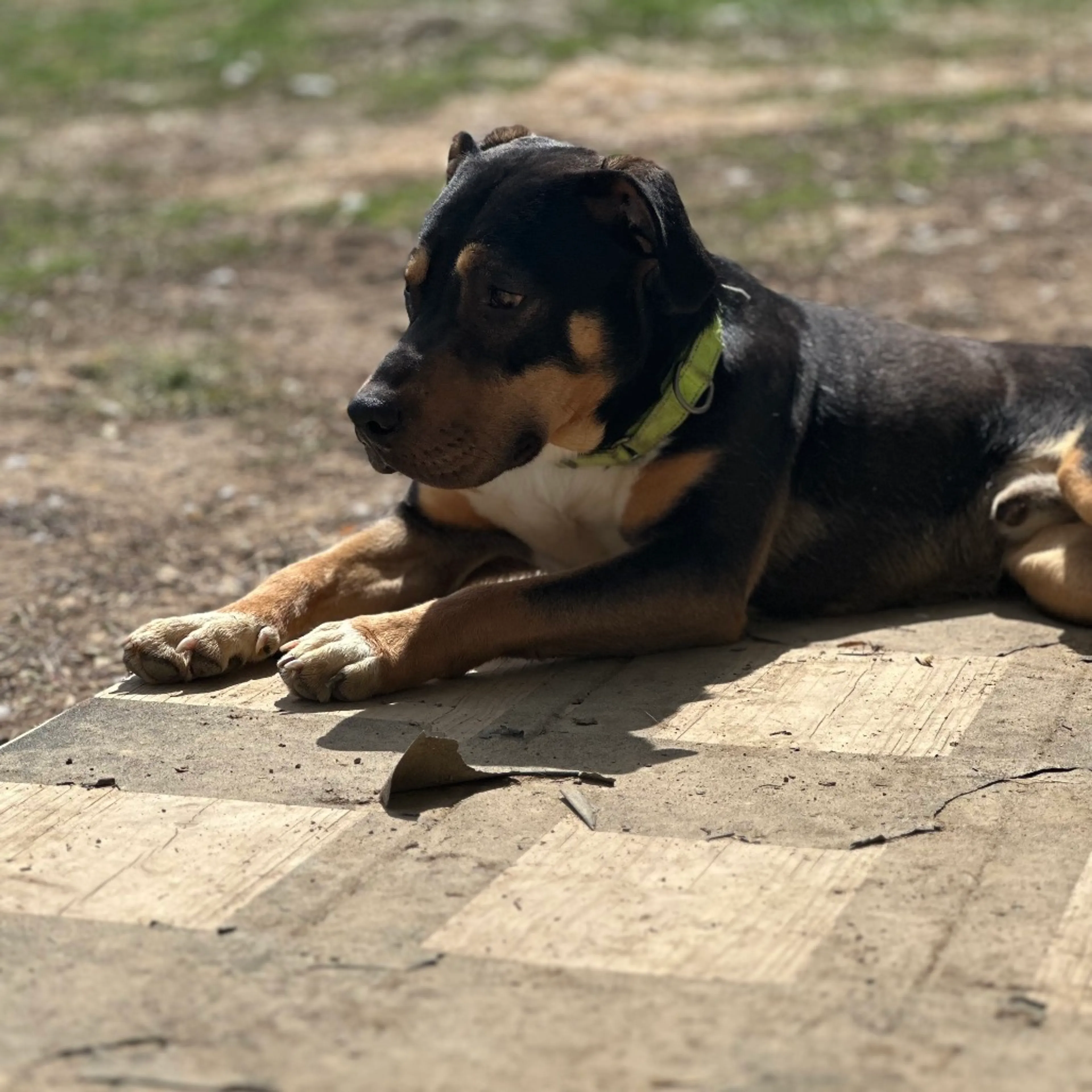 Found pet-10