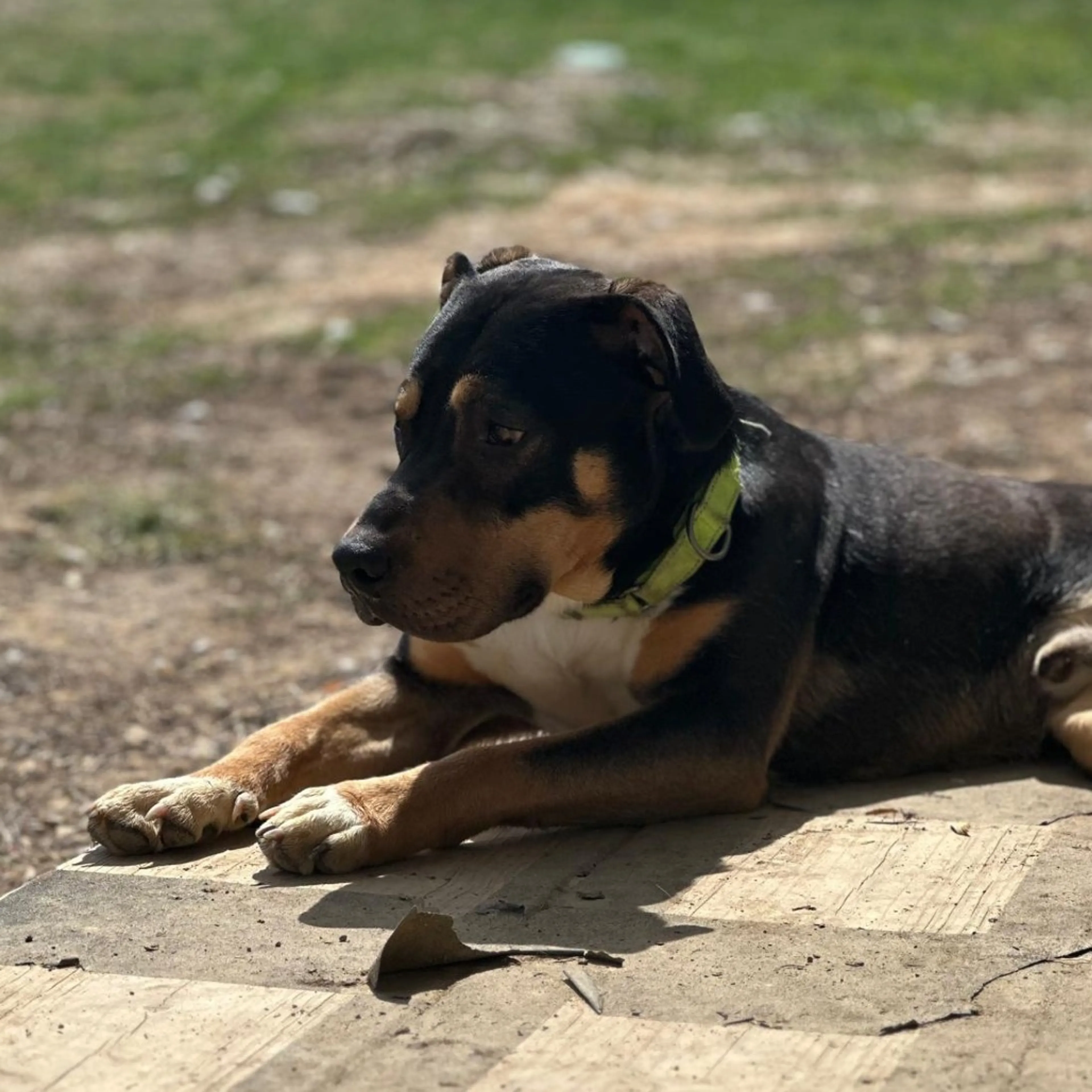 Found pet-11