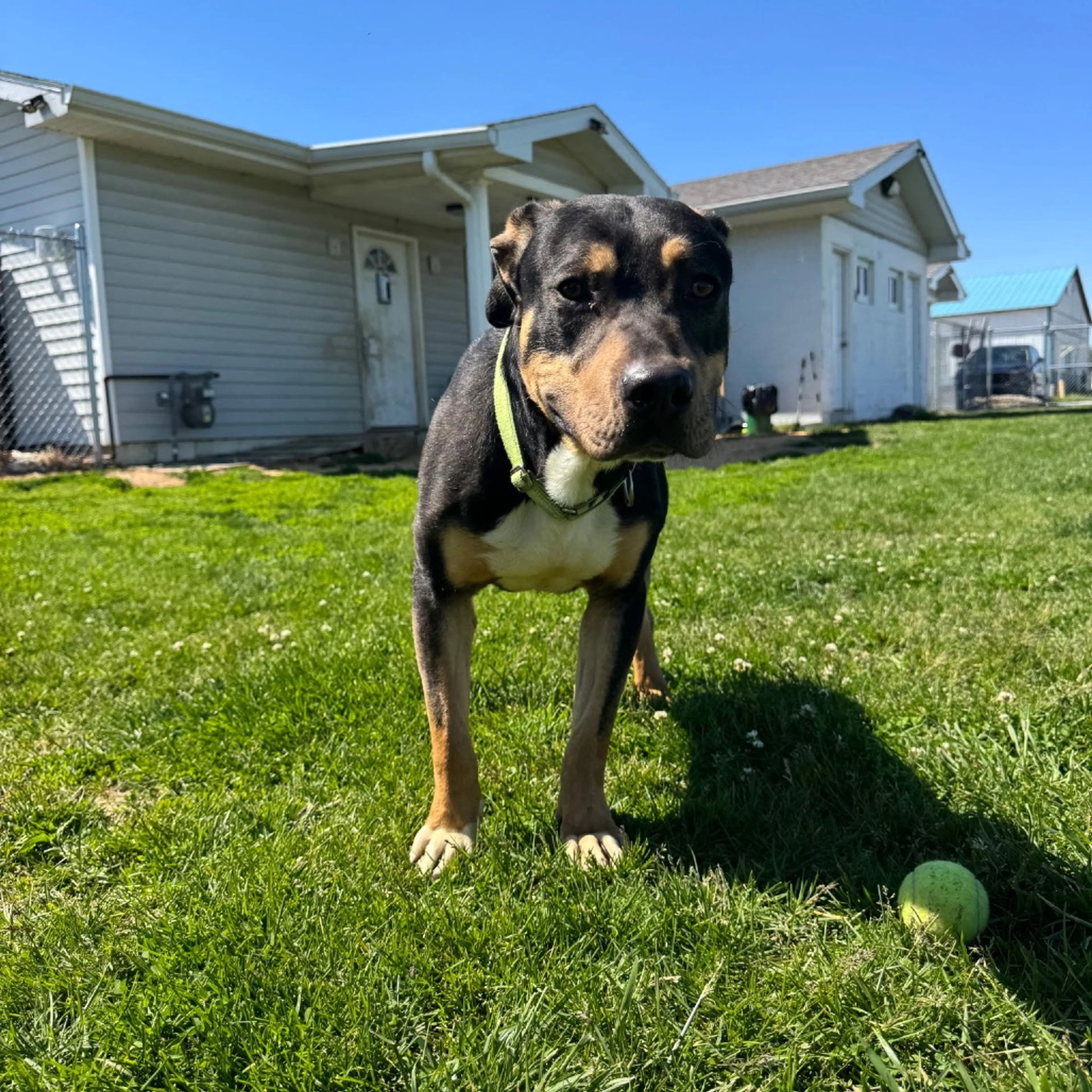 Found pet-14