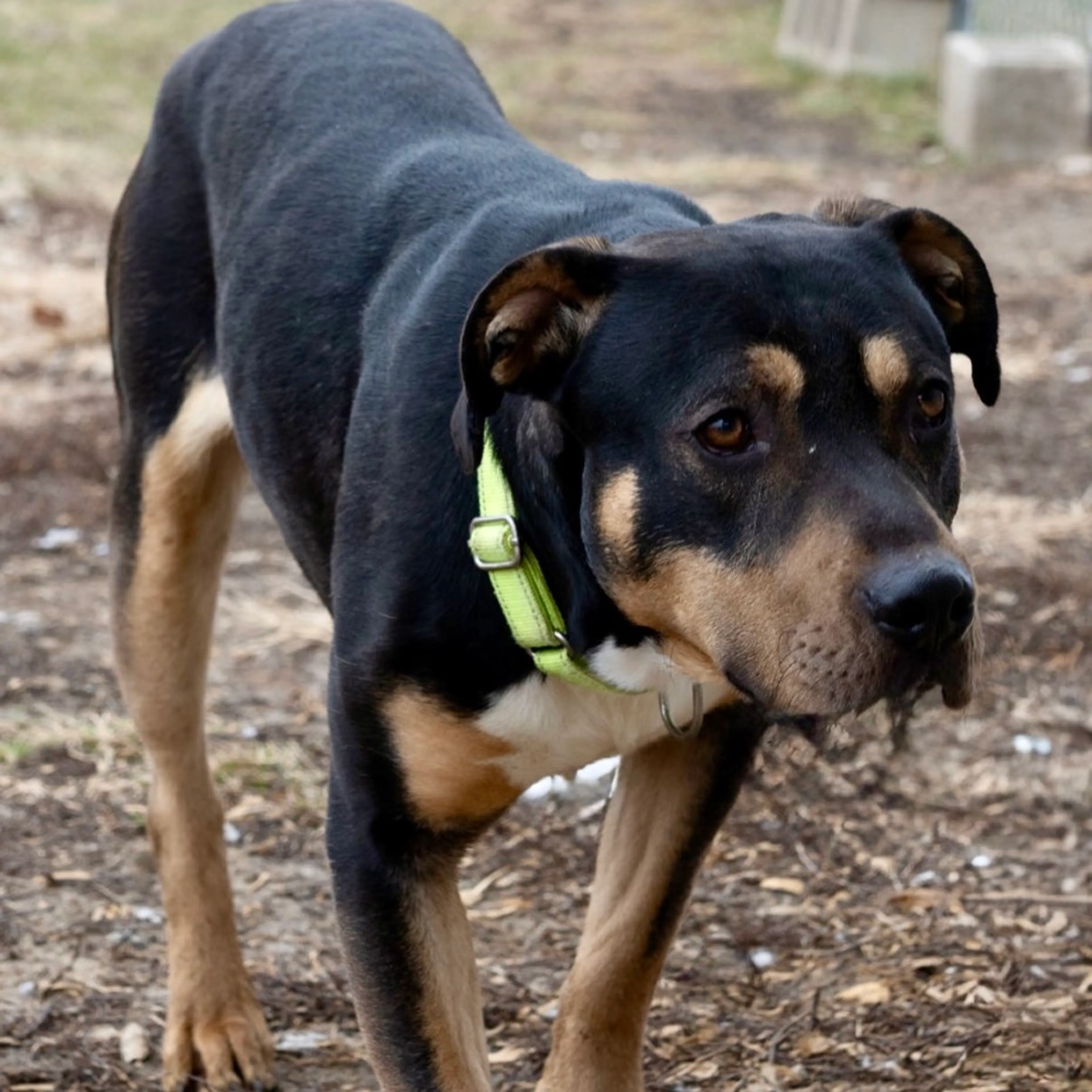Found pet-5