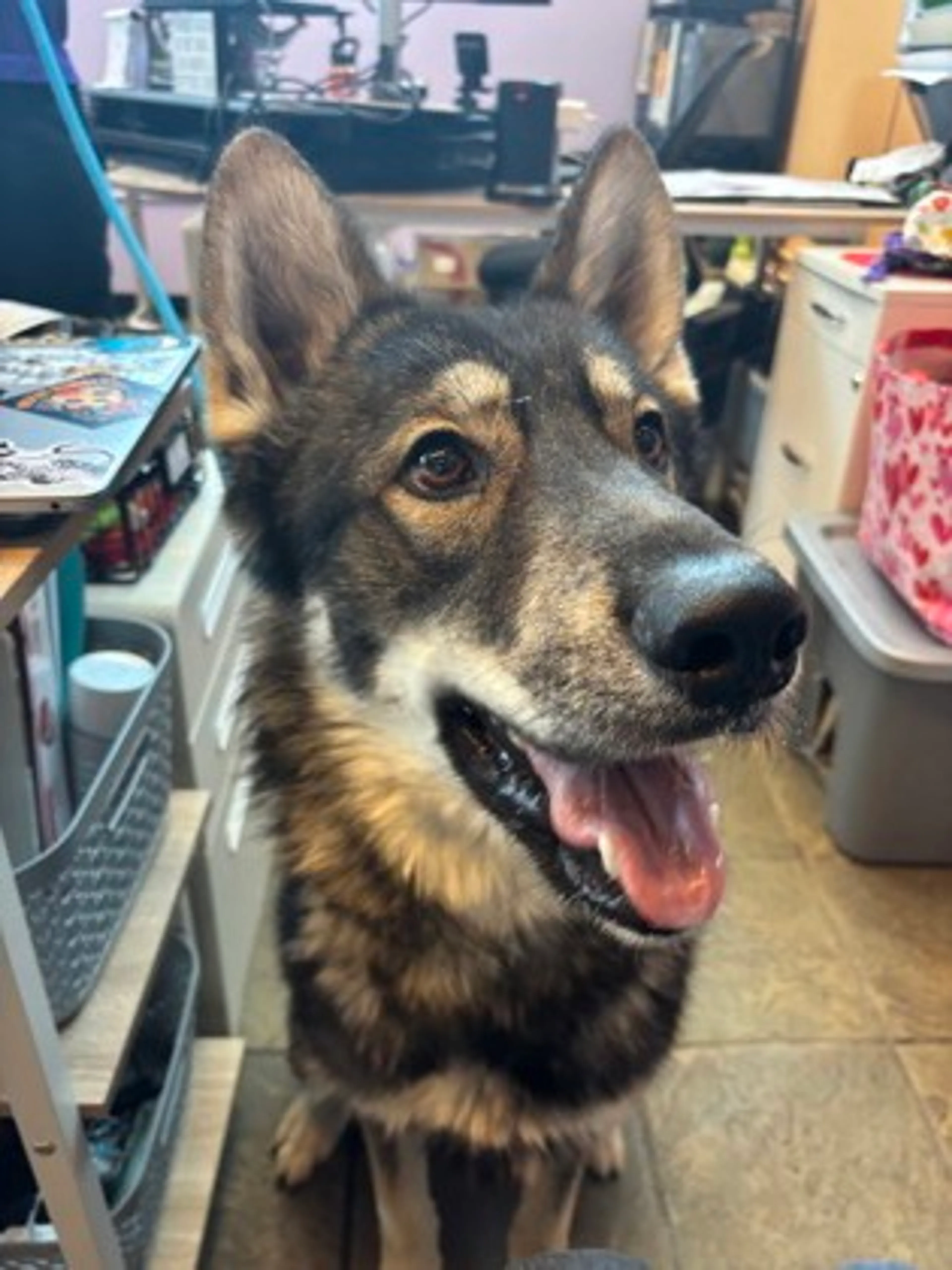 Found pet-2