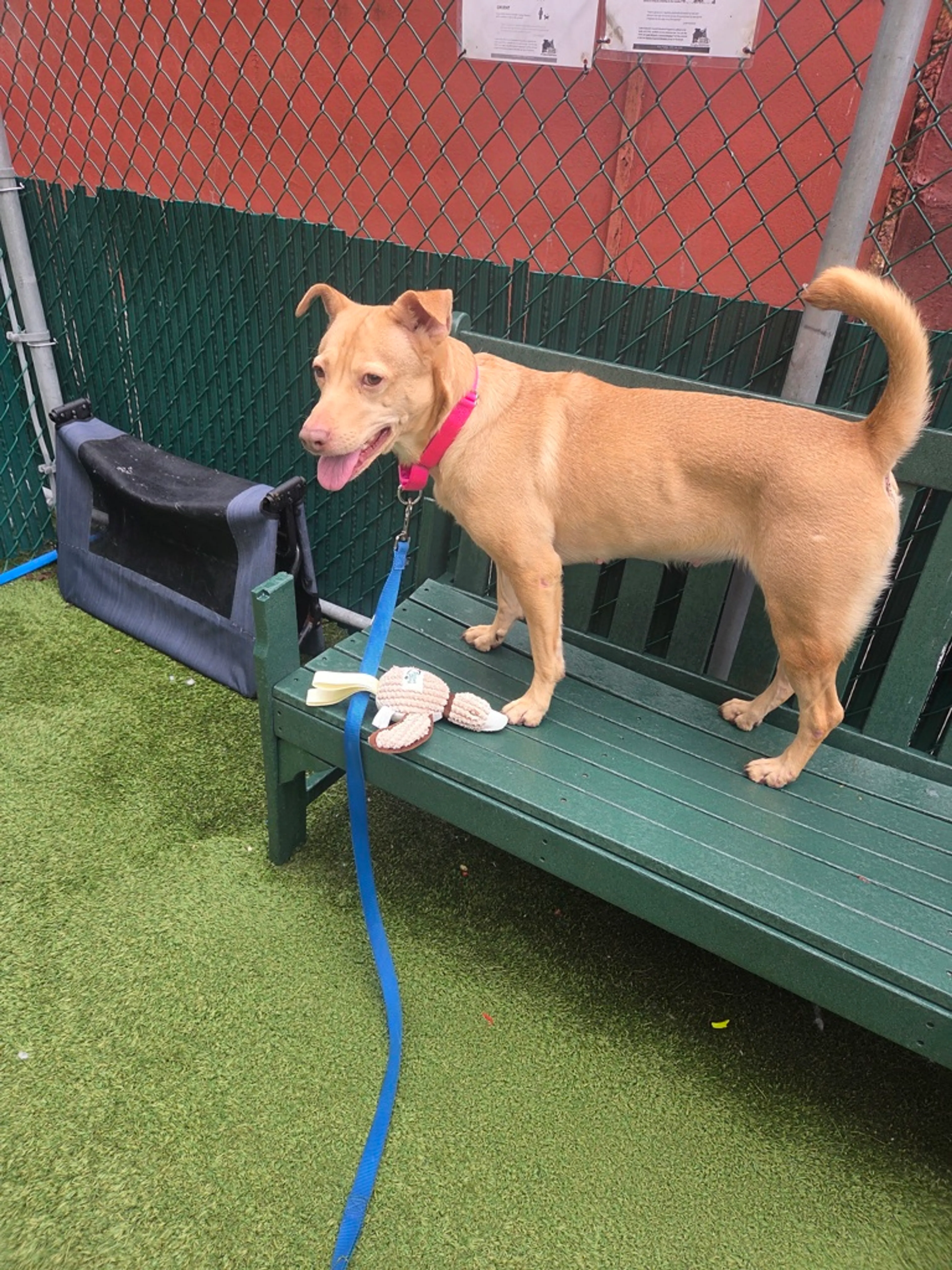 Found pet-8