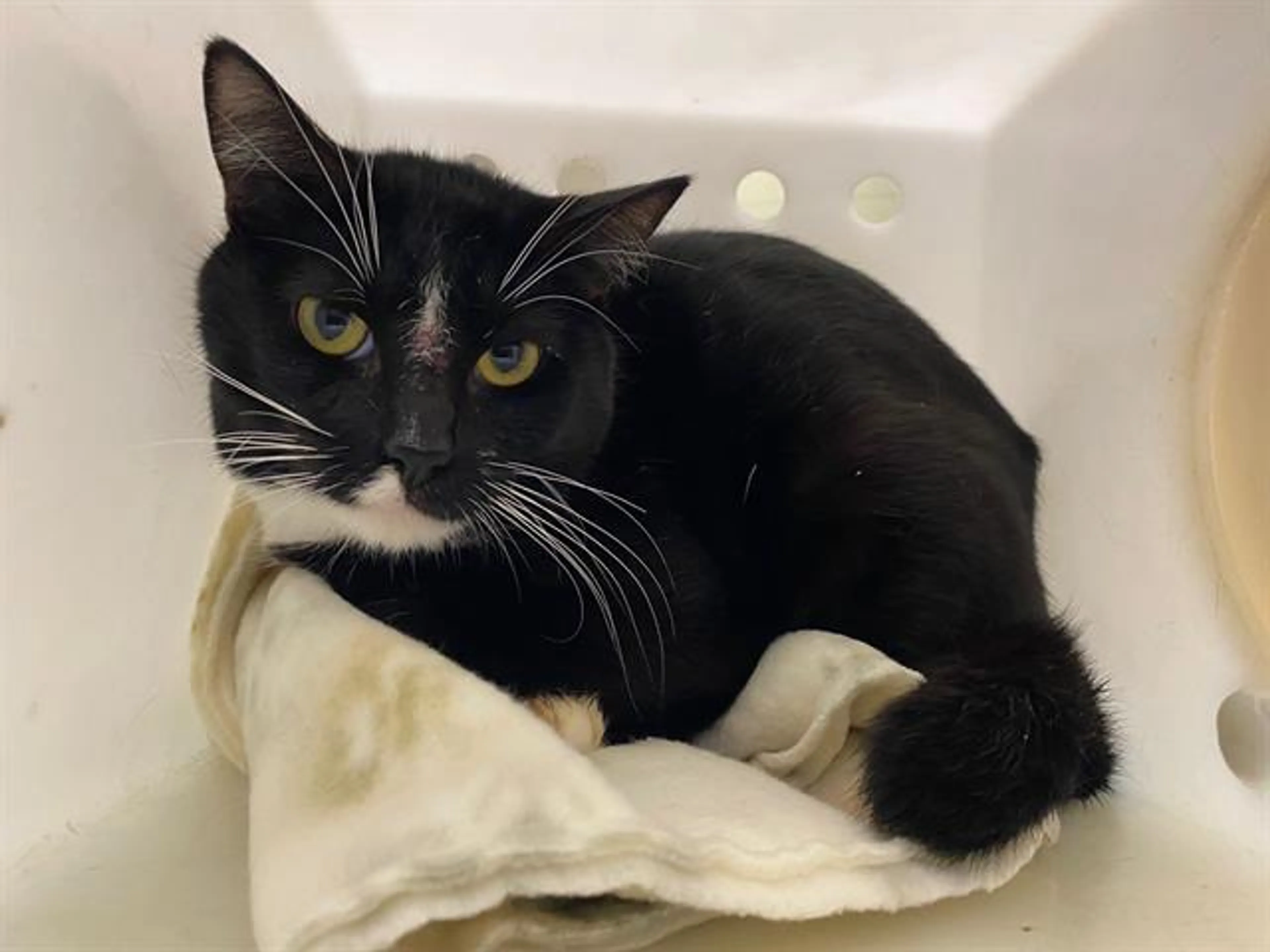 Found pet