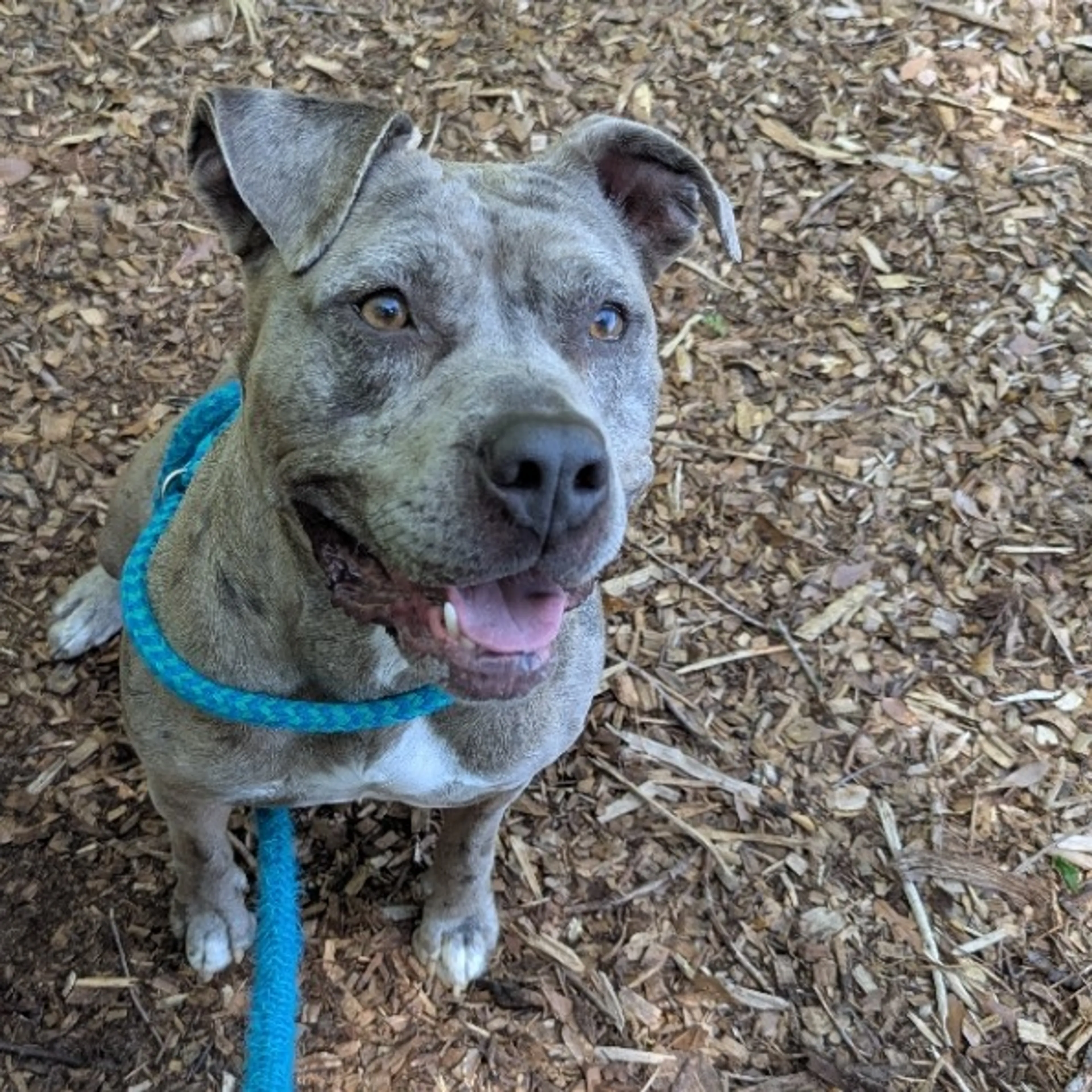 Found pet-5