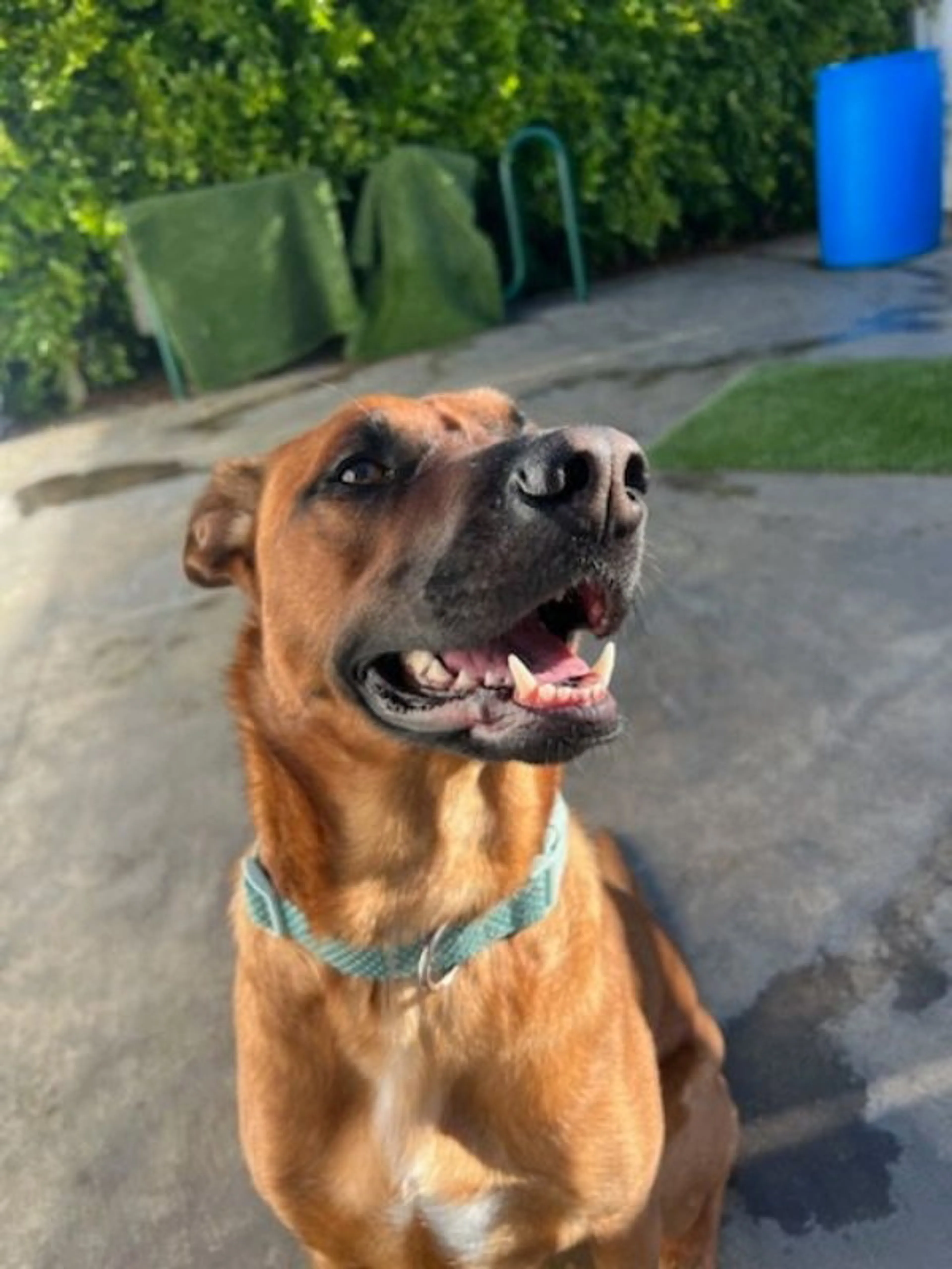Found pet-2