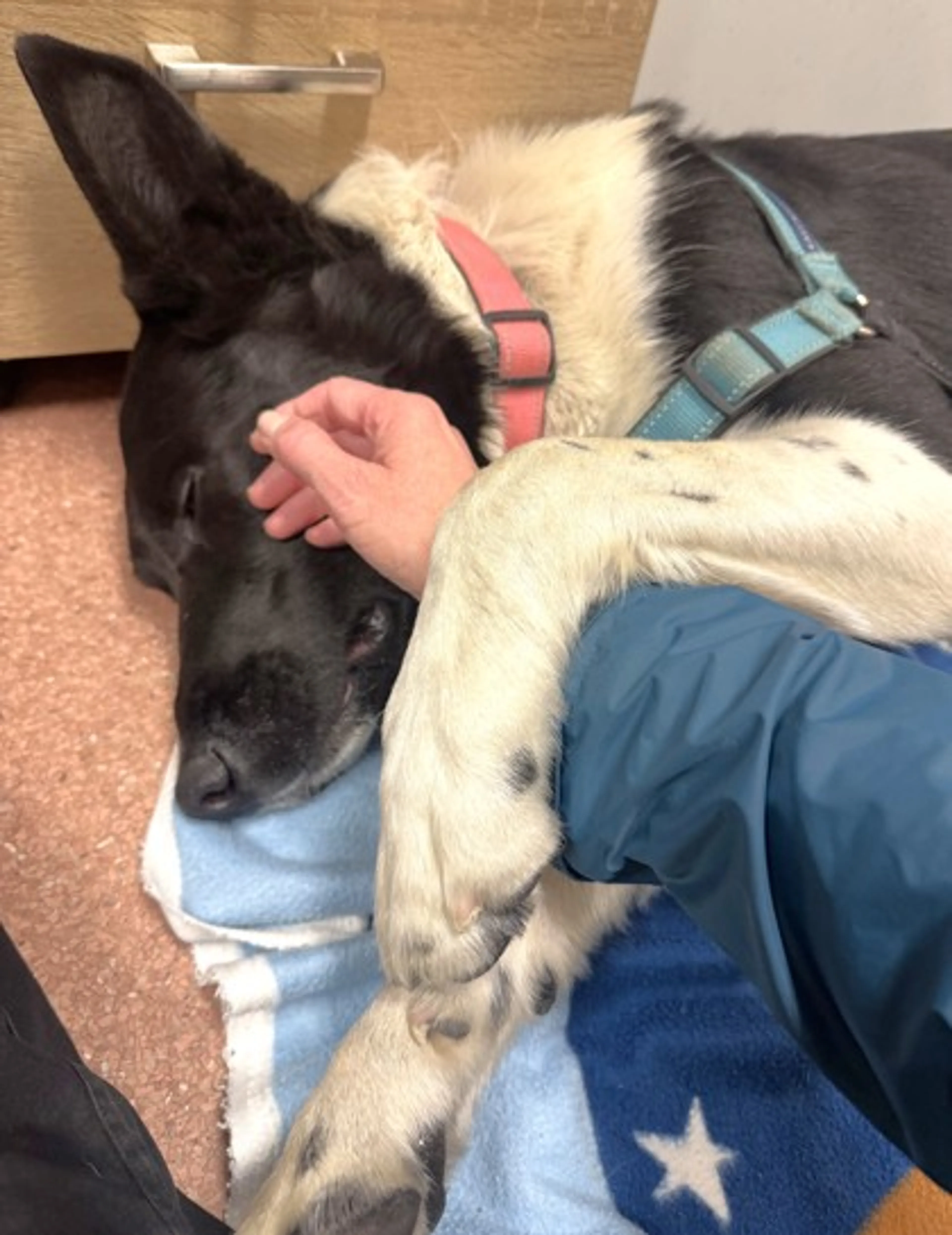 Found pet-2