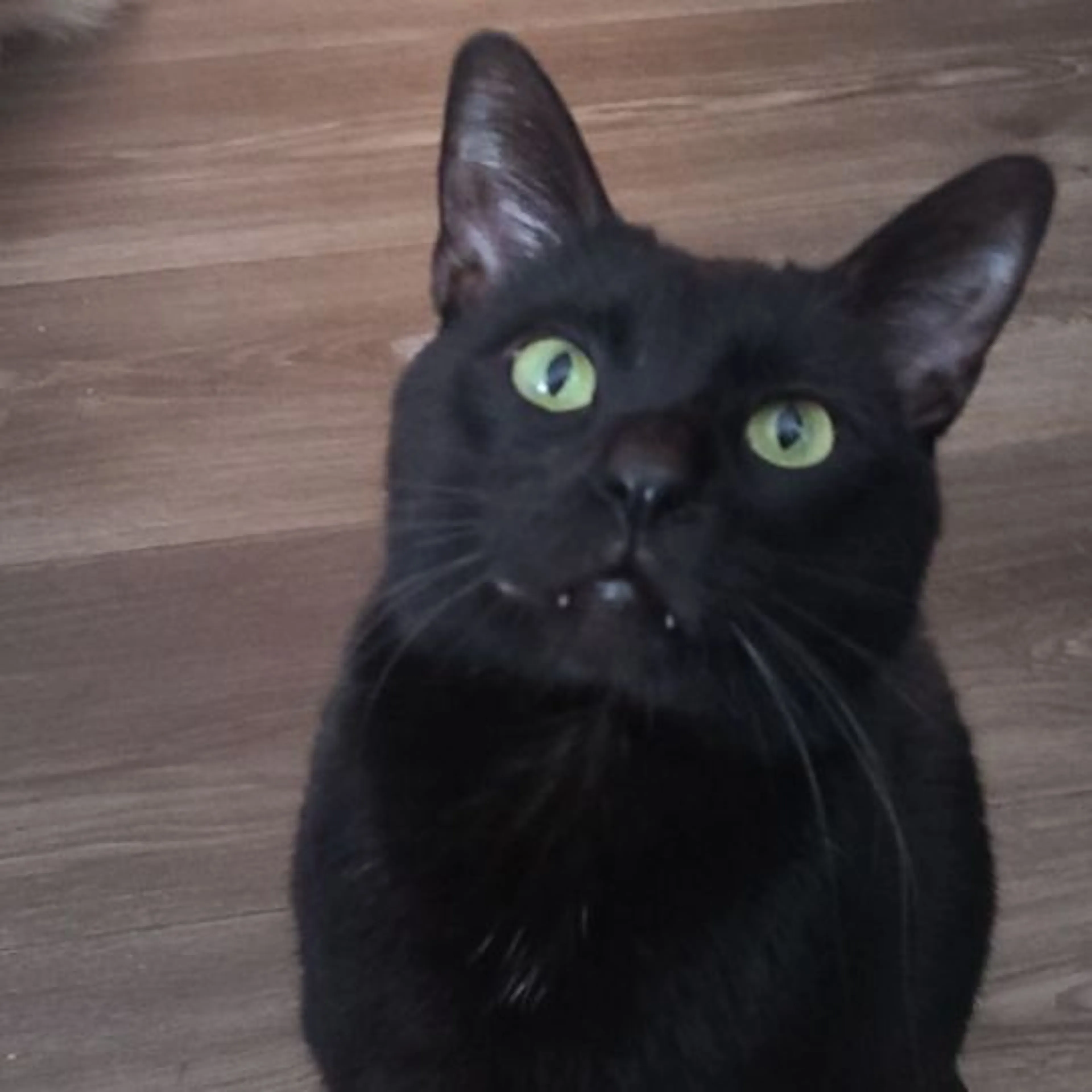Lost pet