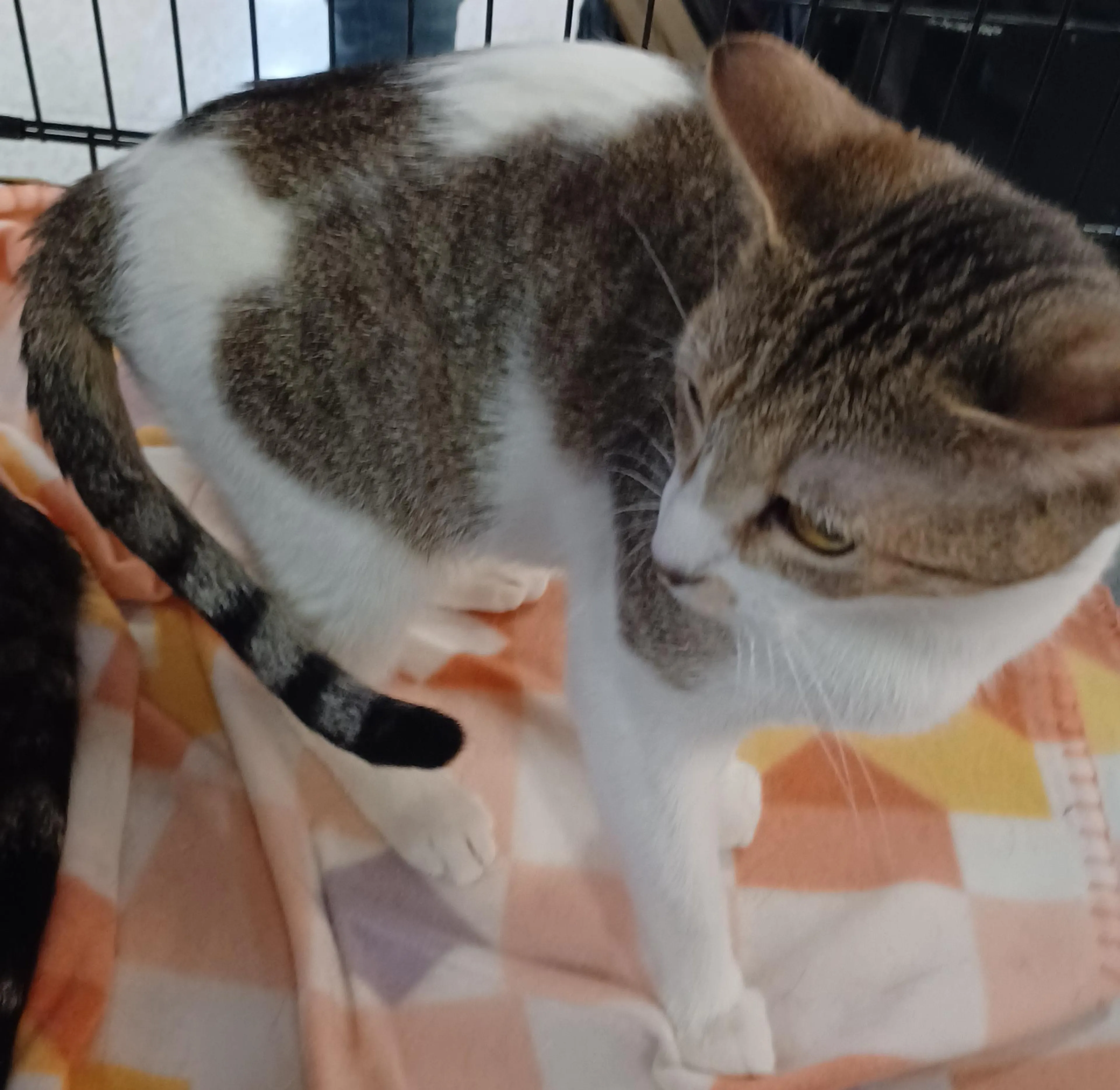 Found pet-0