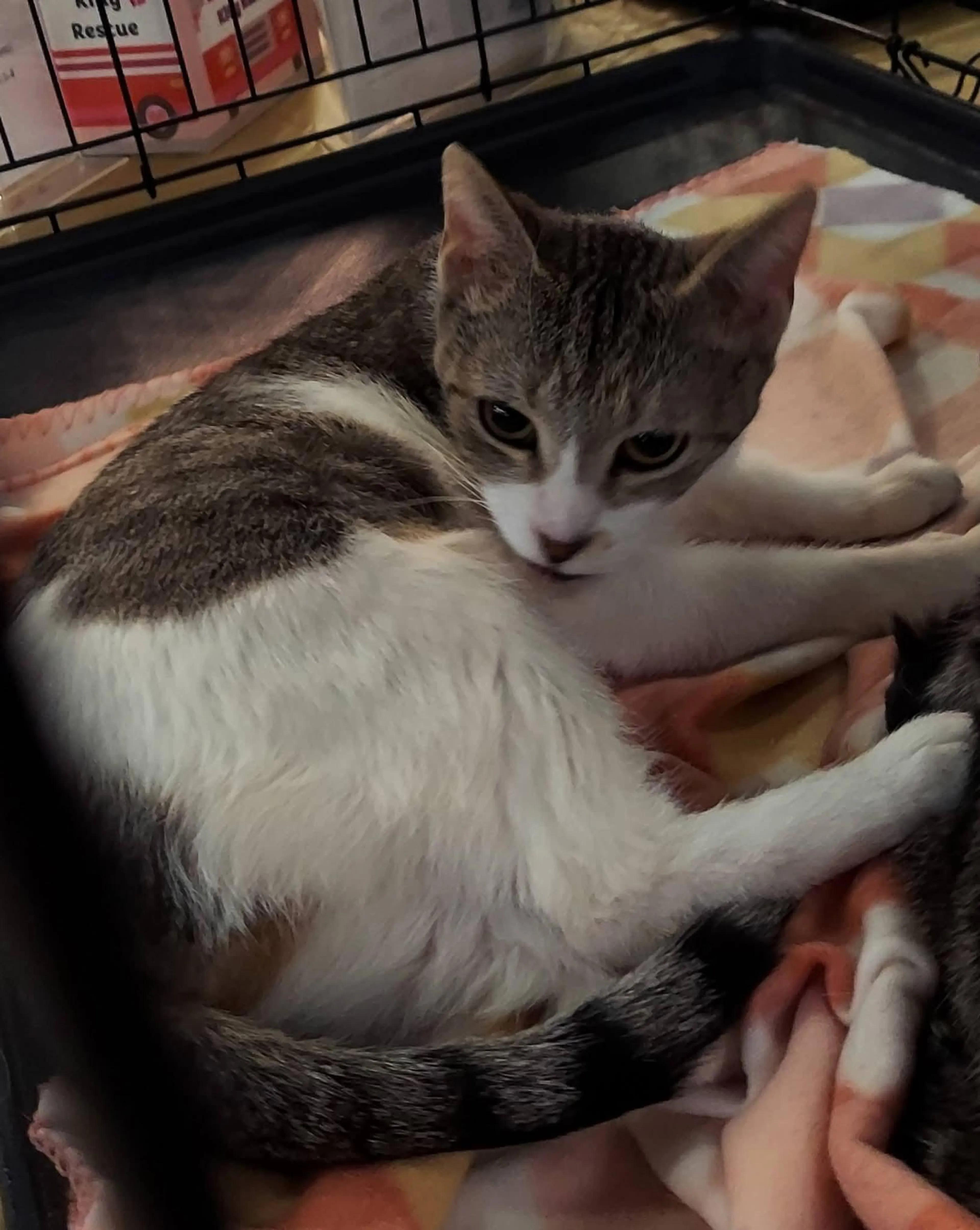 Found pet-2