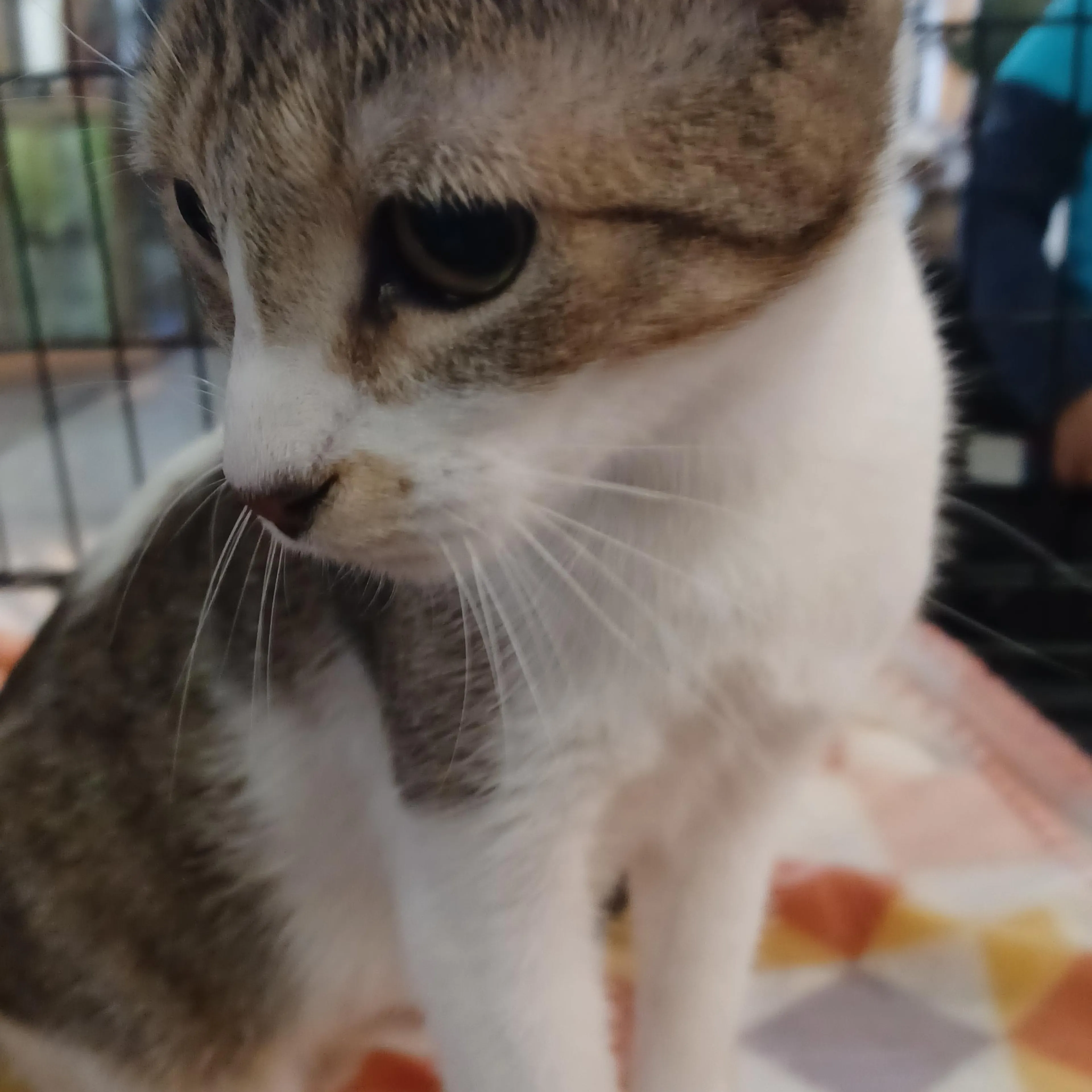 Found pet-1