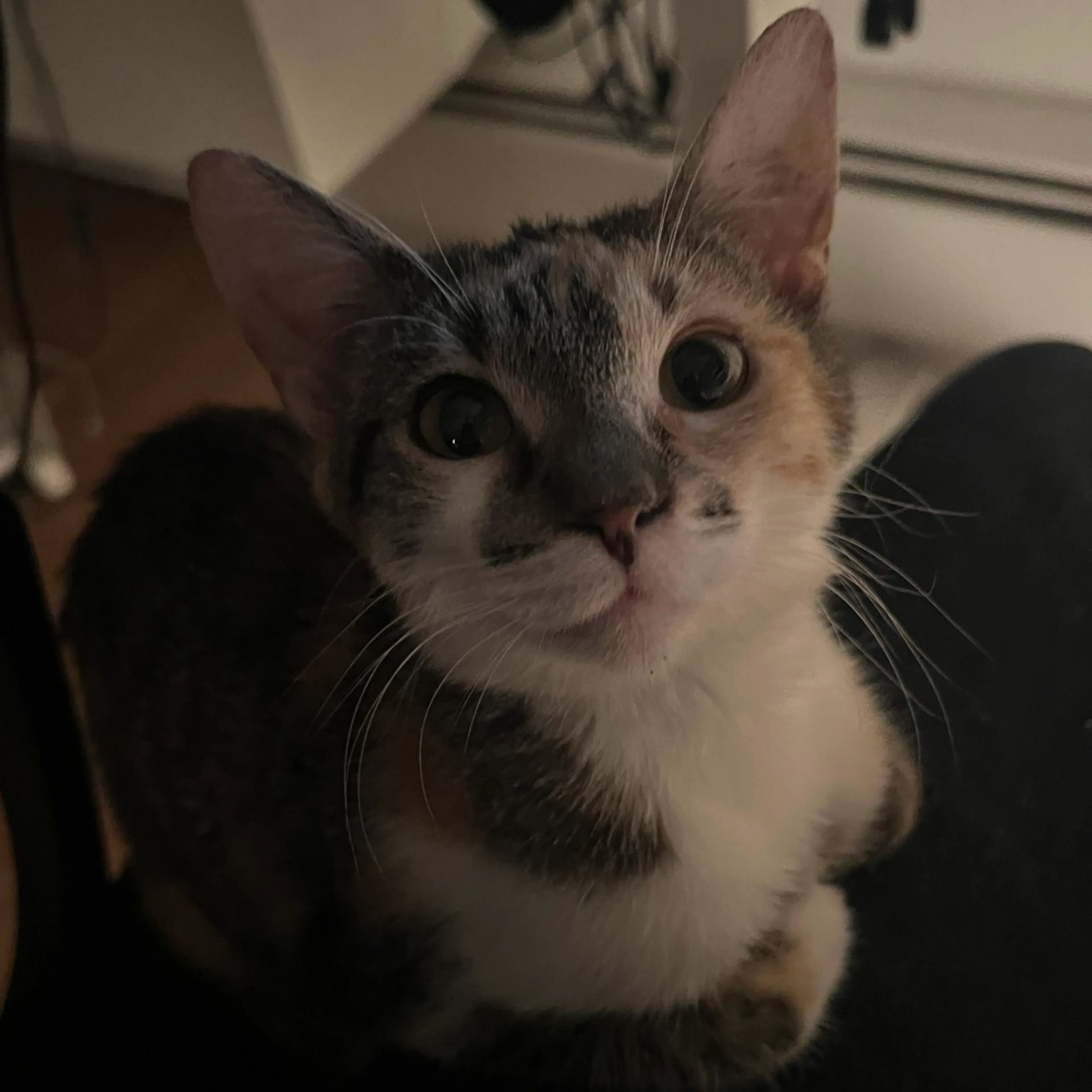 Found pet-3