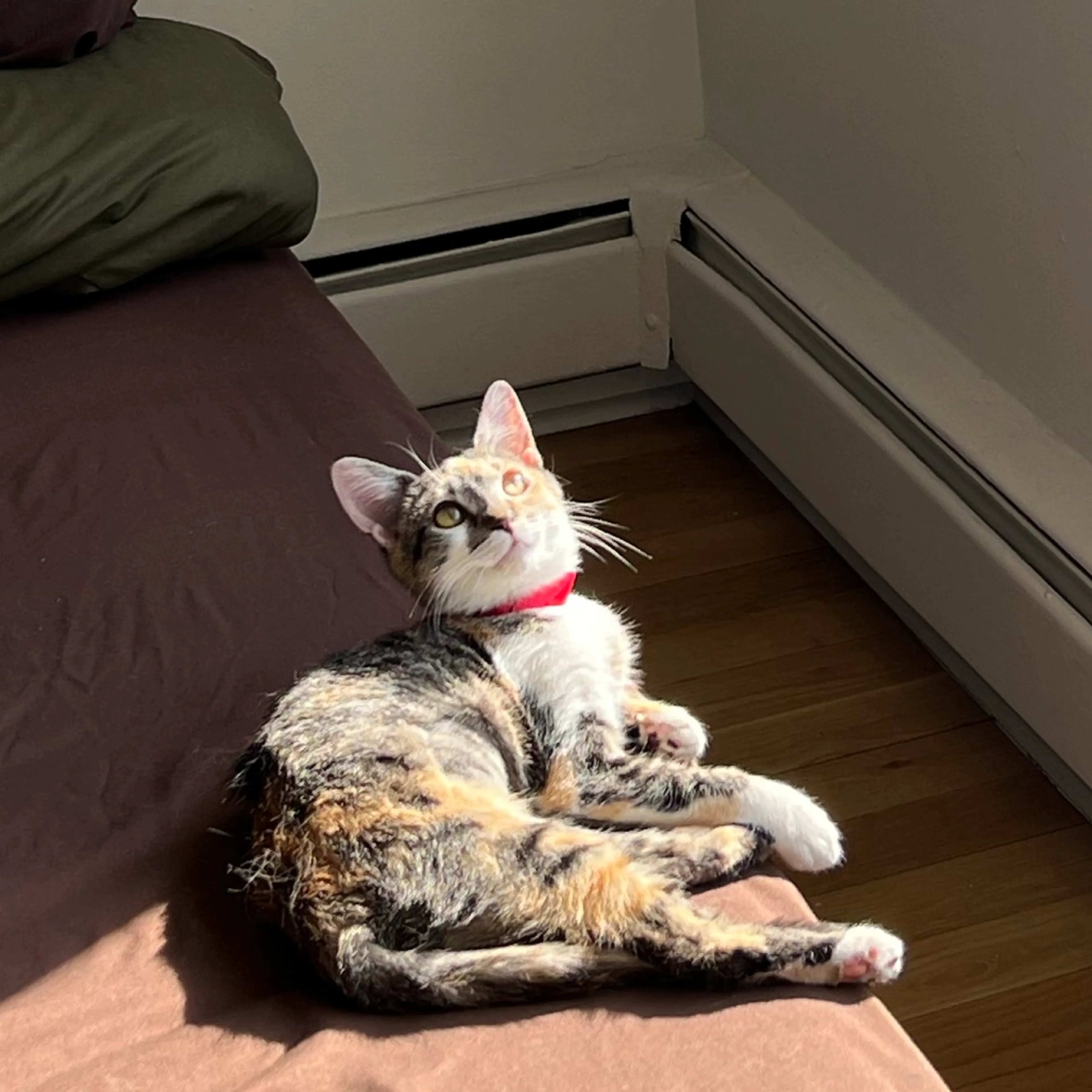 Found pet-1