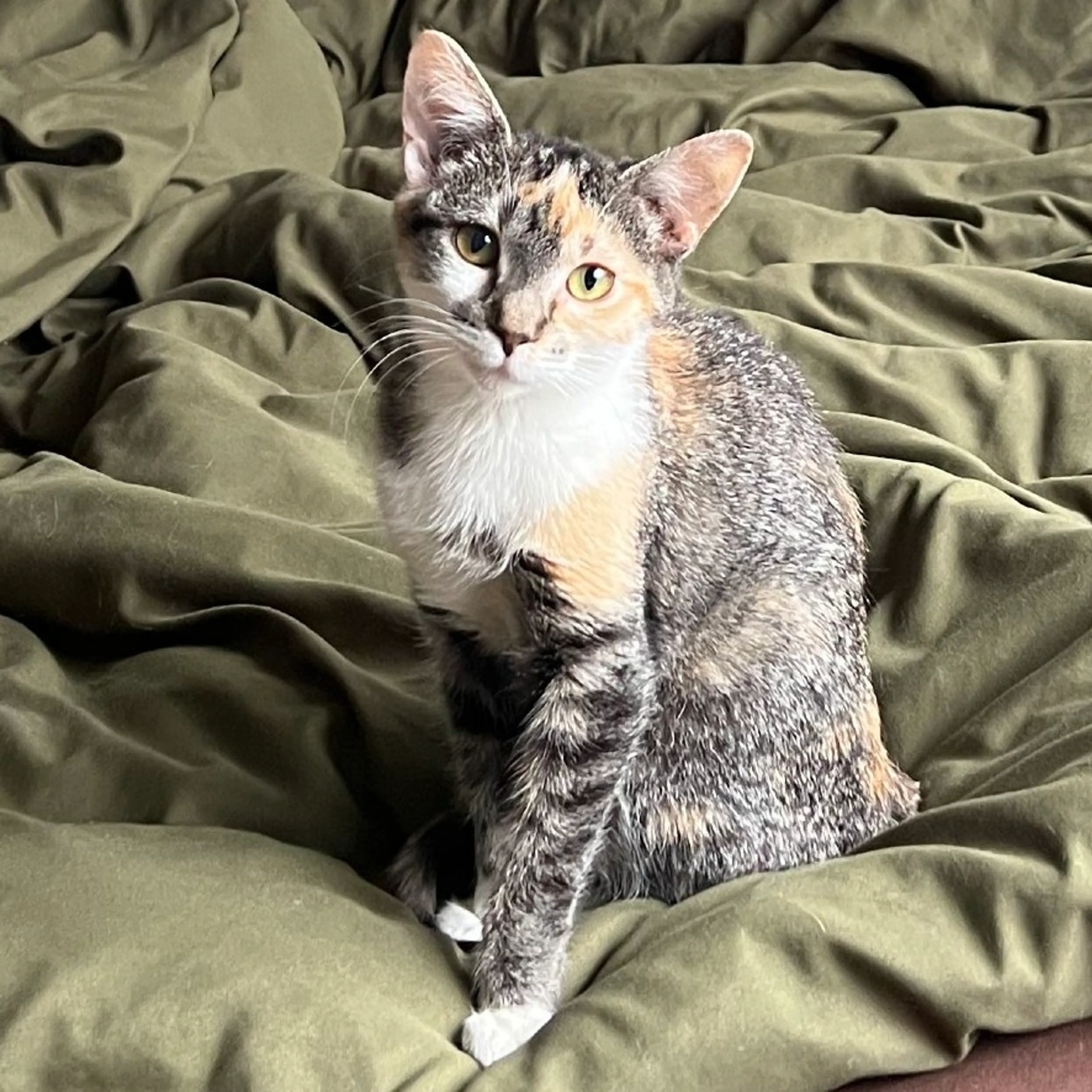 Found pet-0