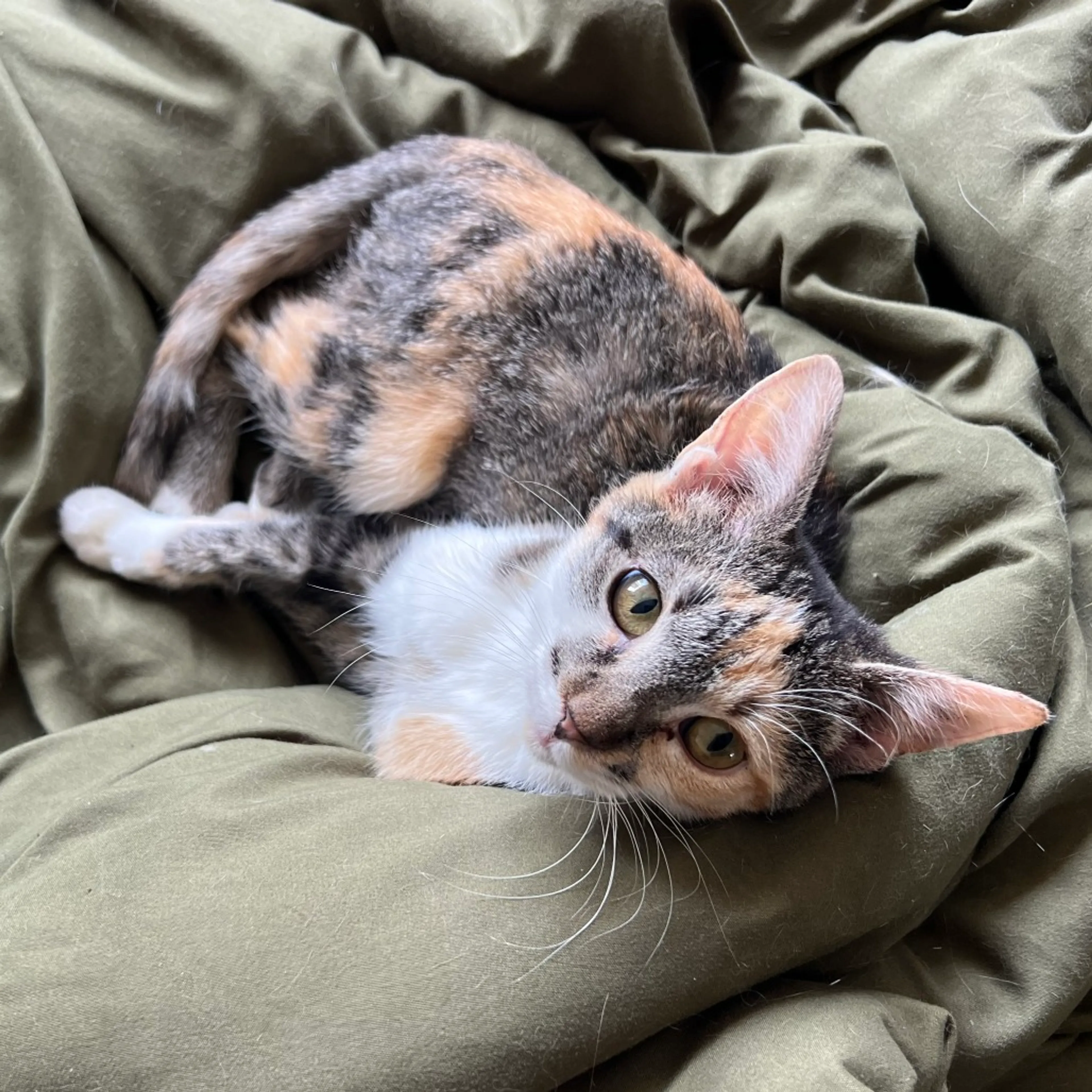 Found pet-2