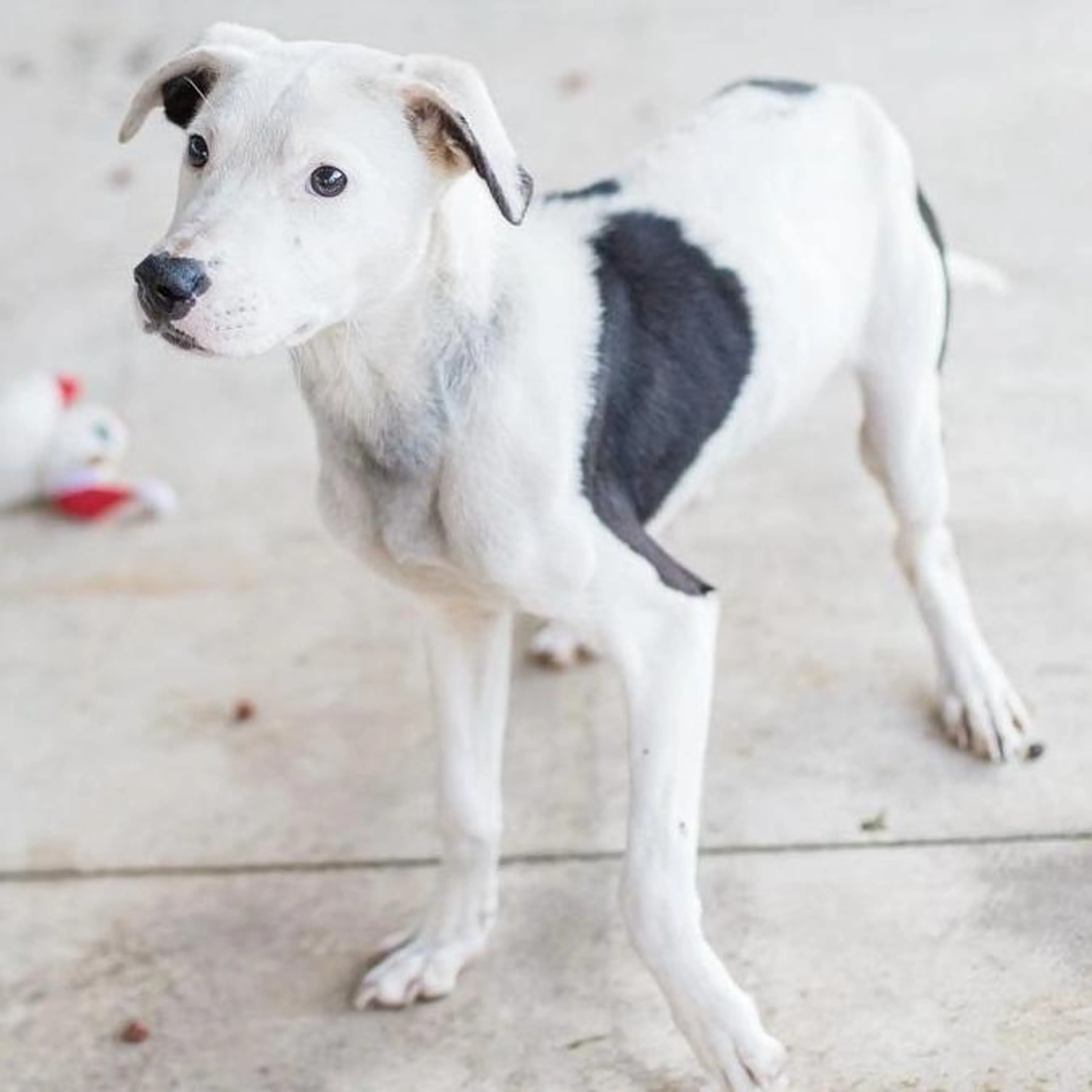 Found pet-2