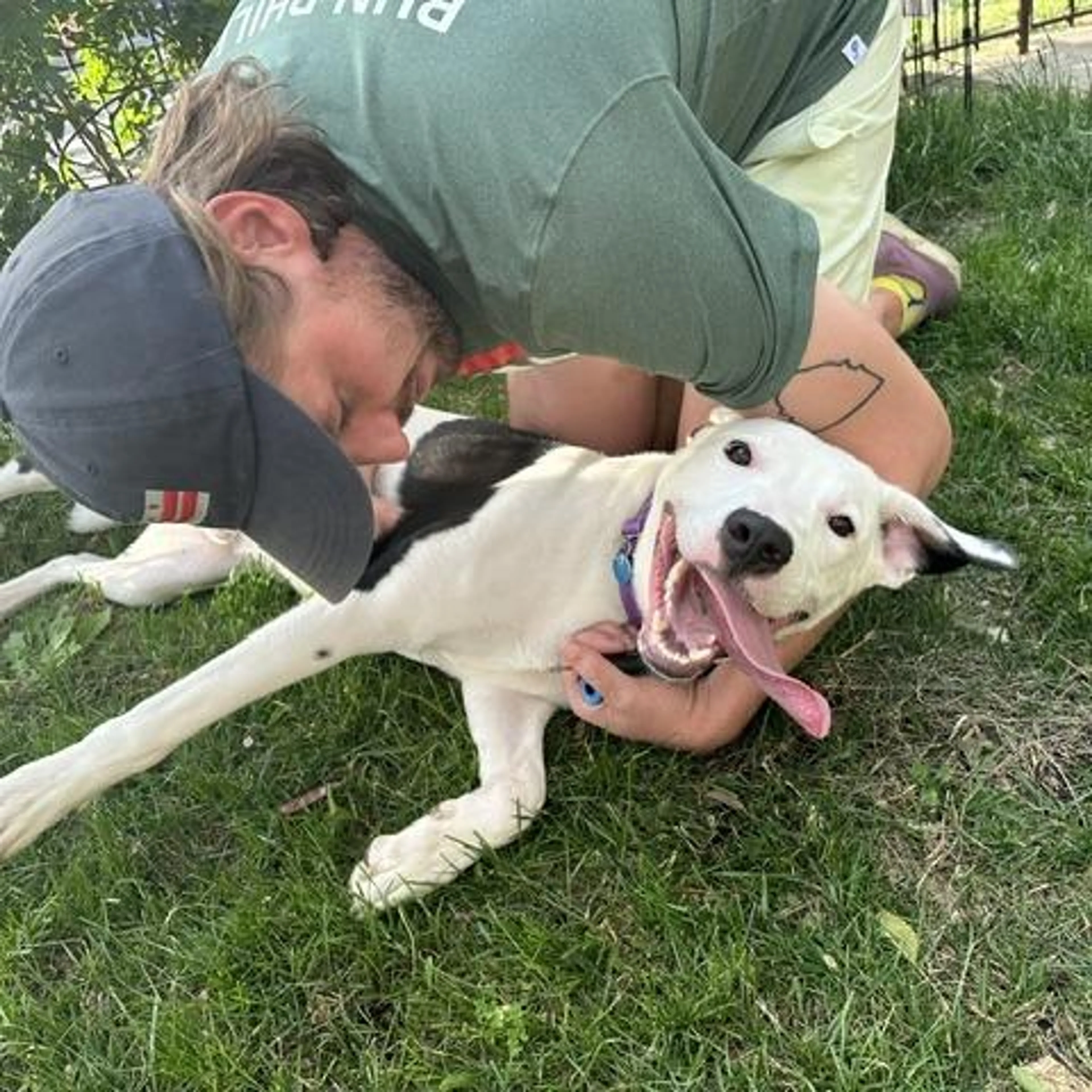 Found pet-4