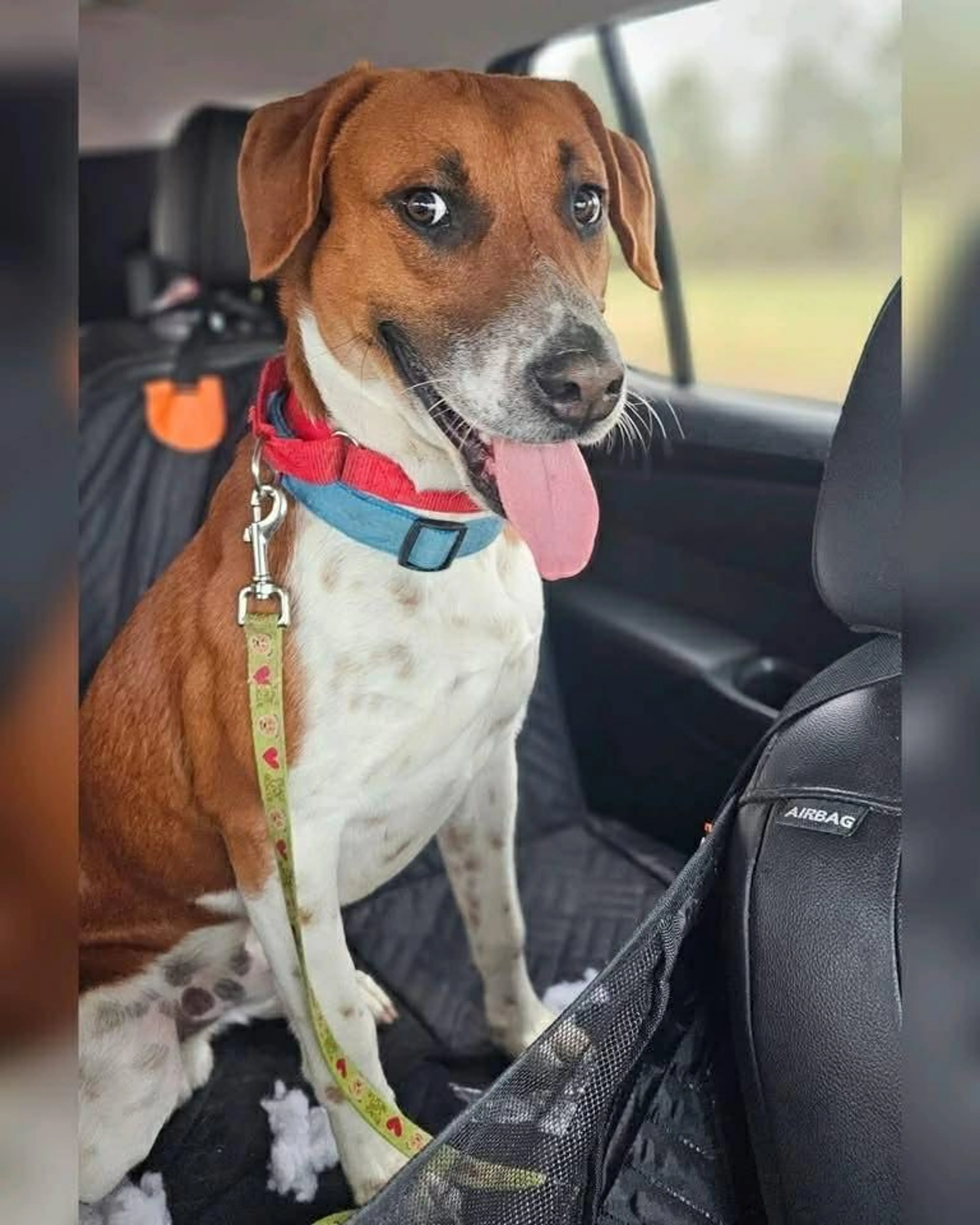 Found pet-4