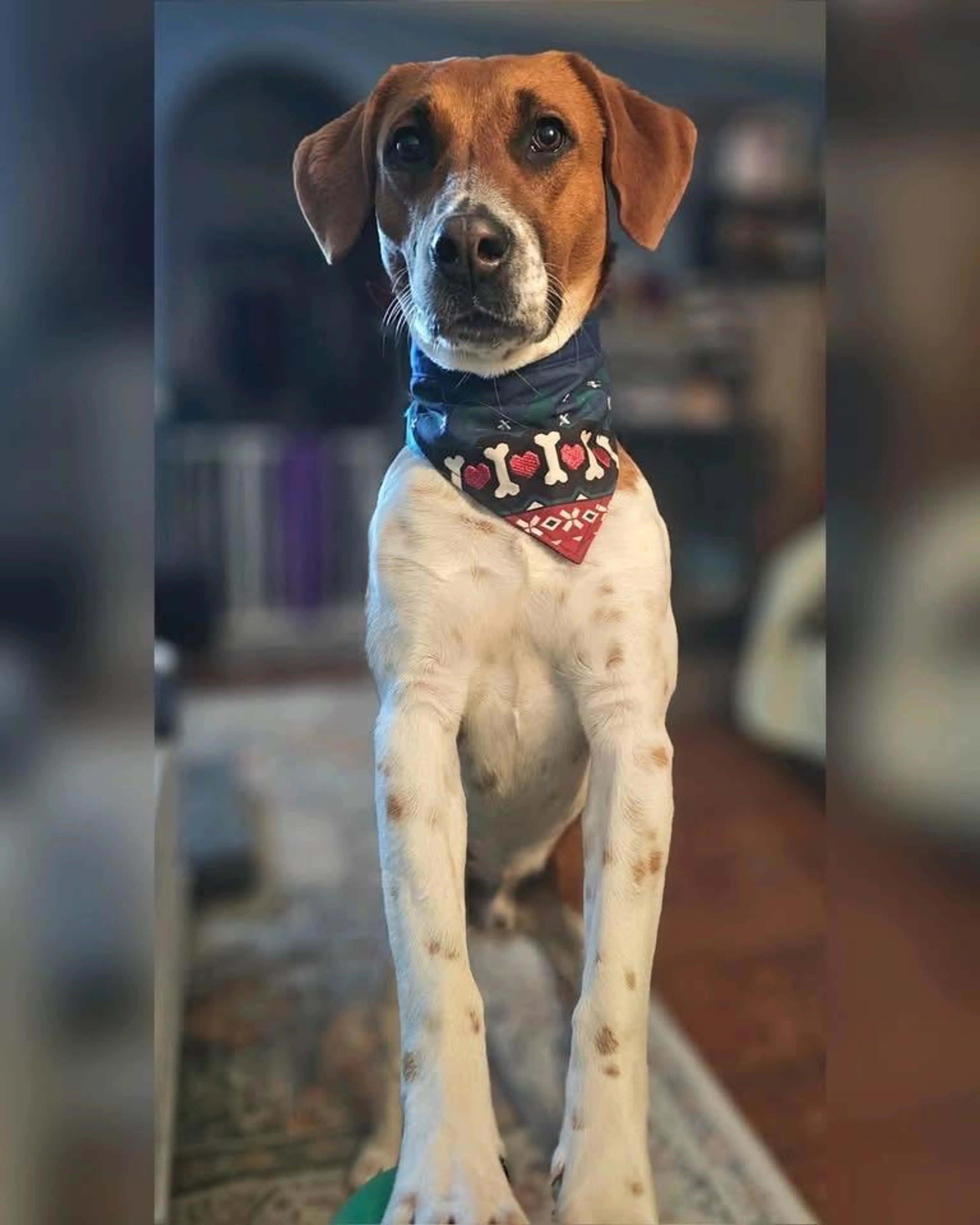 Found pet-2