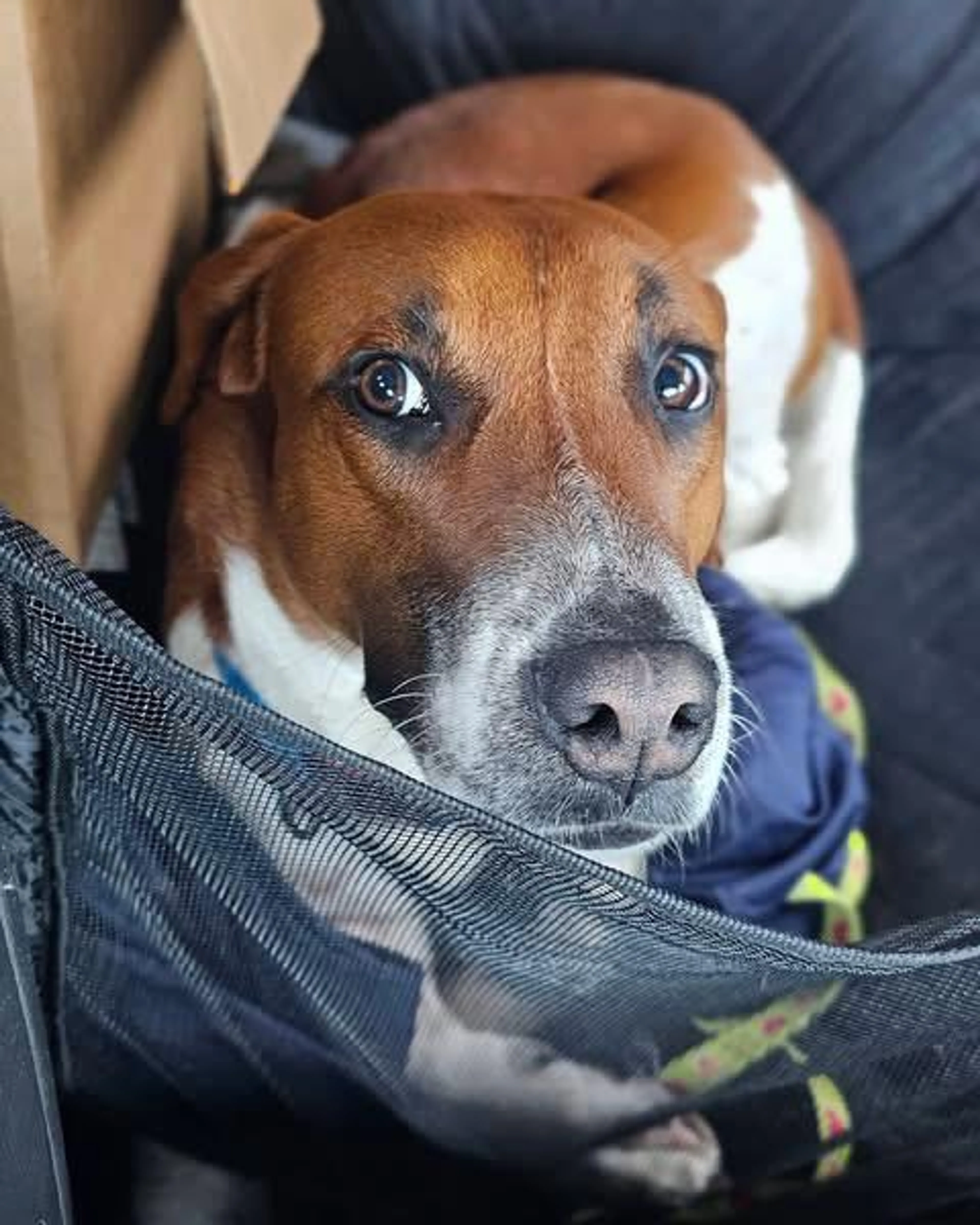 Found pet-3