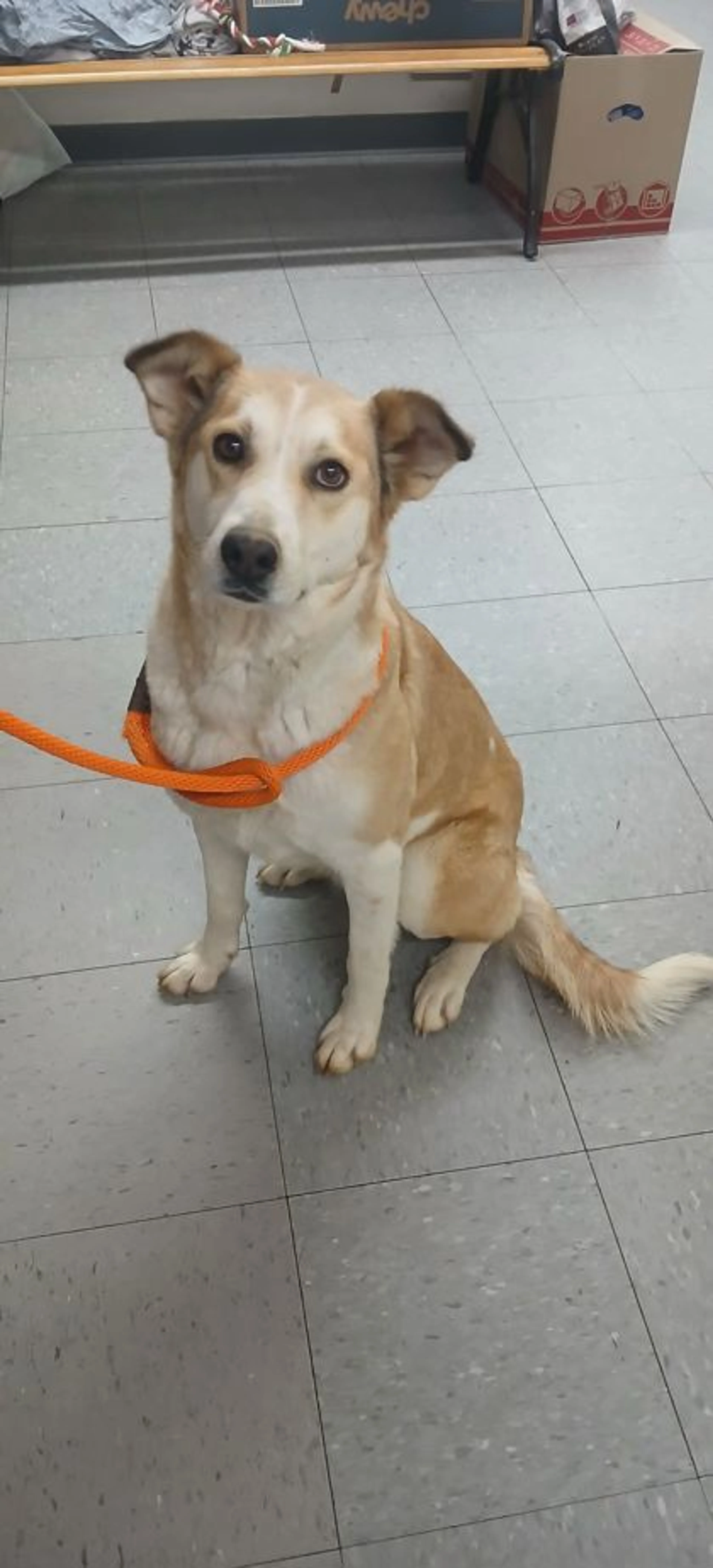 Found pet
